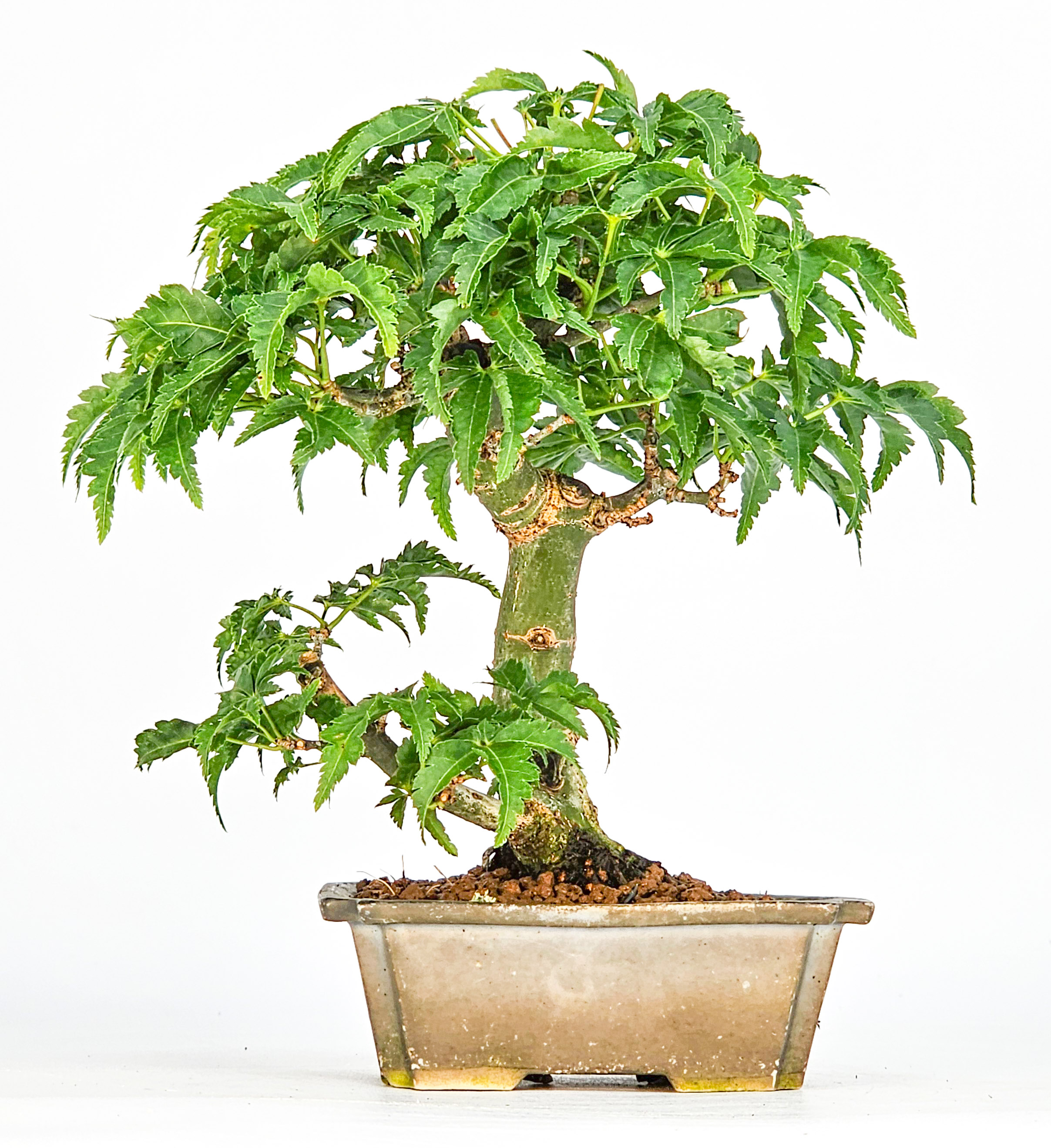 Bonsai Löwenkopfahorn- Acer palmatum Shishigashira Shohin 11cm