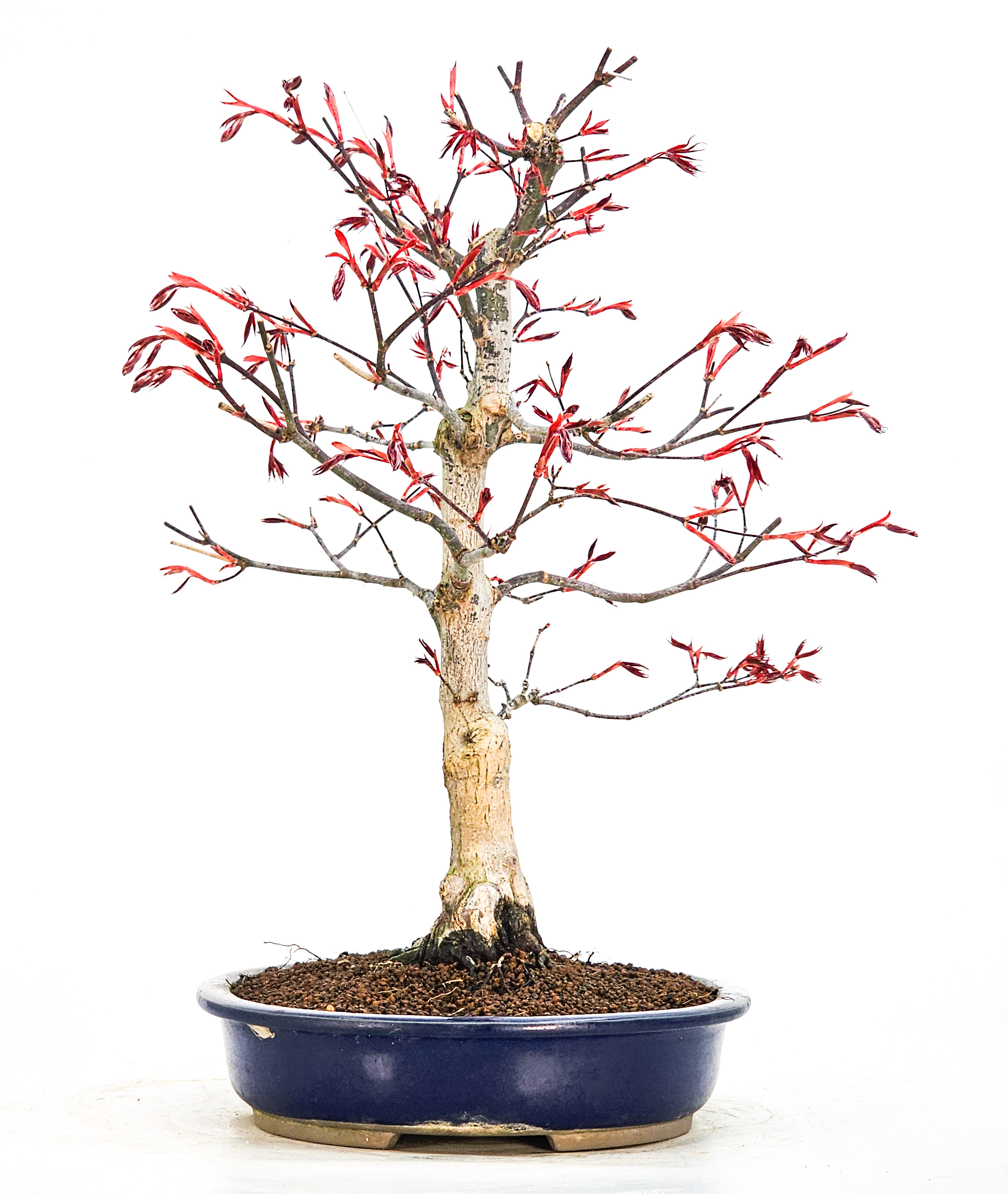 Bonsai Fächerahorn - Acer palmatum Atropurpureum 39cm Bonsai Fächerahorn - Acer palmatum Atropurpureum 39cm