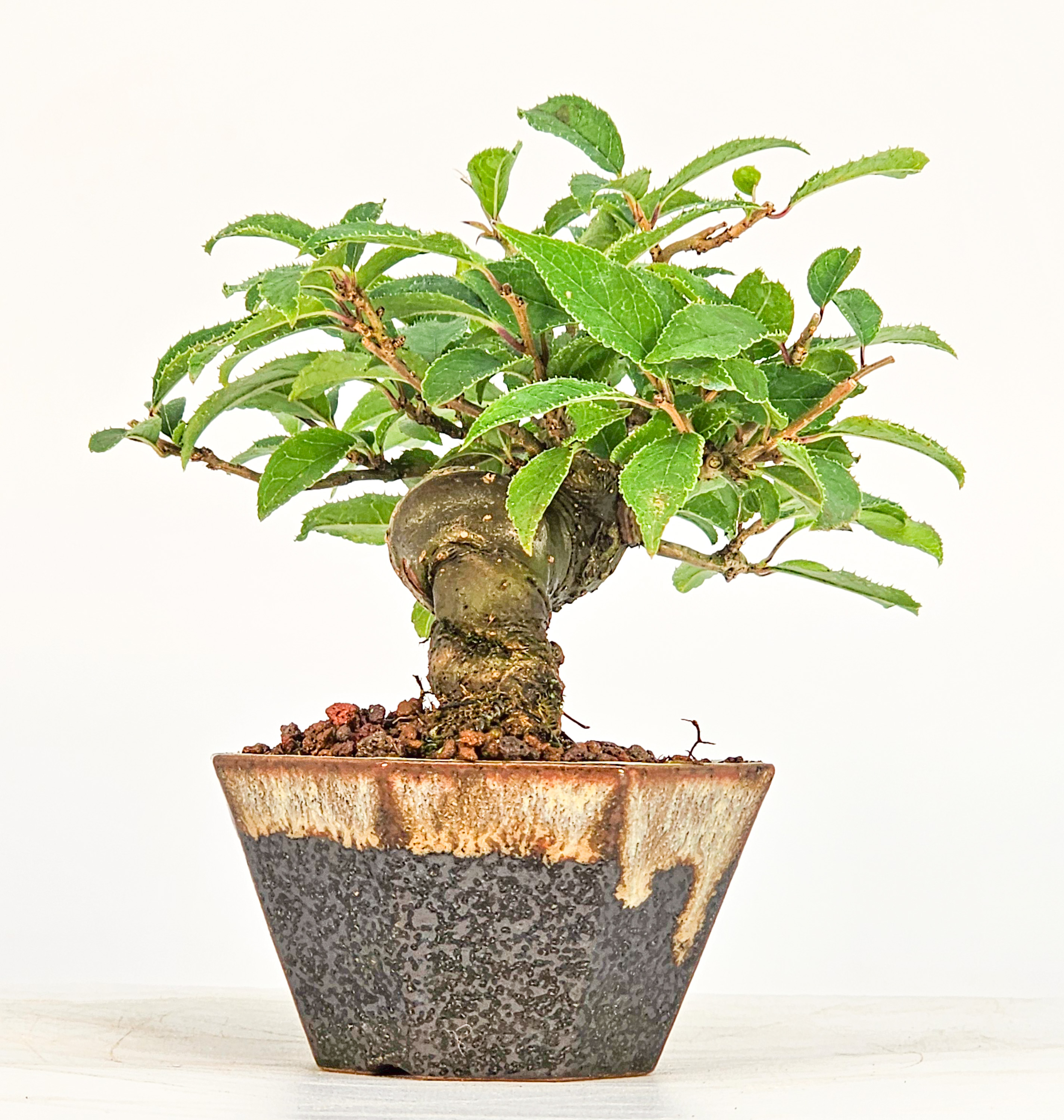Bonsai Jap. Winterbeere - Ilex serrata Mame 7cm