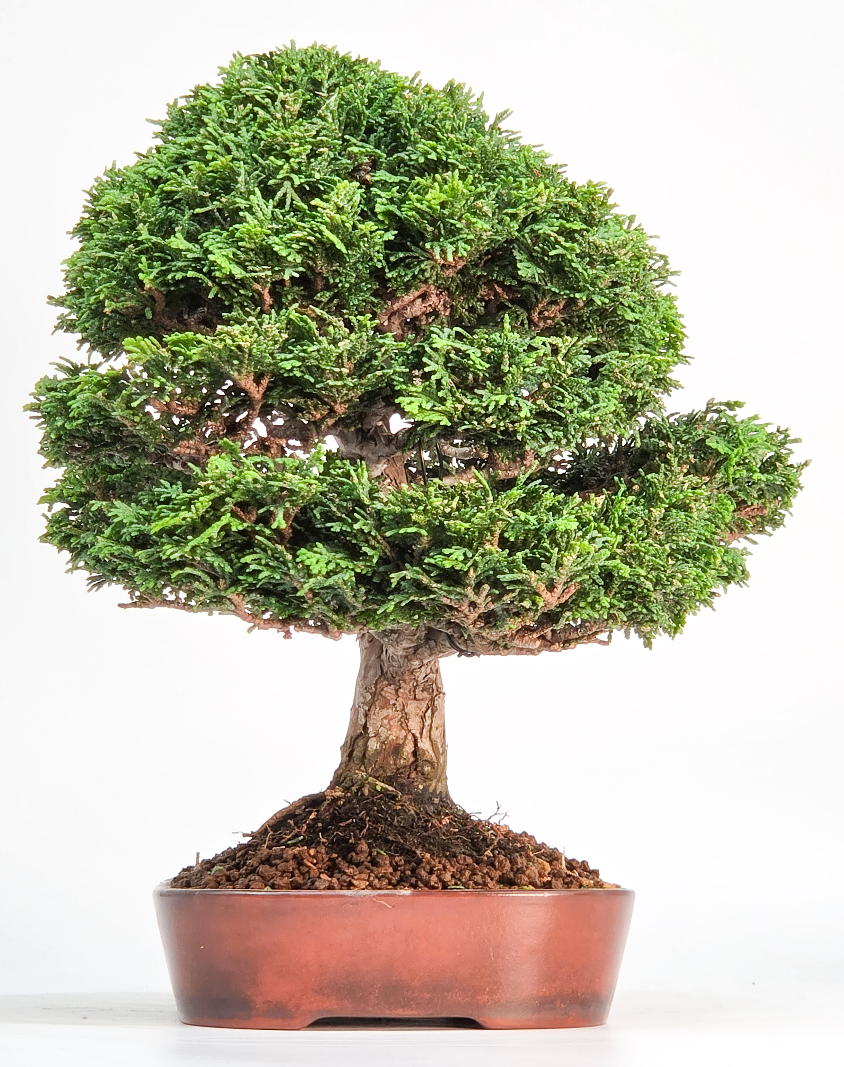 Bonsai Premium Muschelzypresse - Chamaecyparis obtusa 23cm