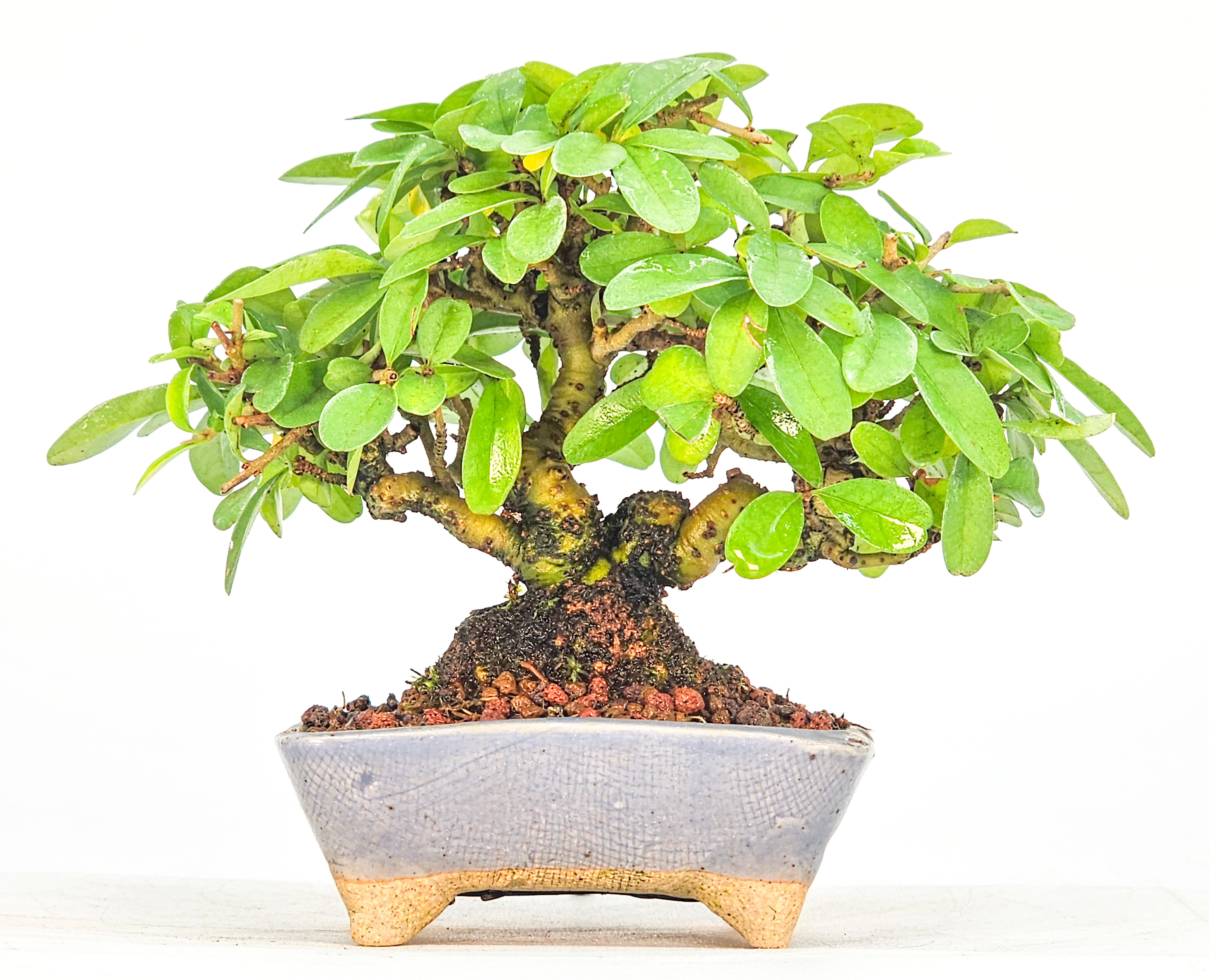 Bonsai Japanischer Liguster - Ligustrum japonicum Shohin 8cm