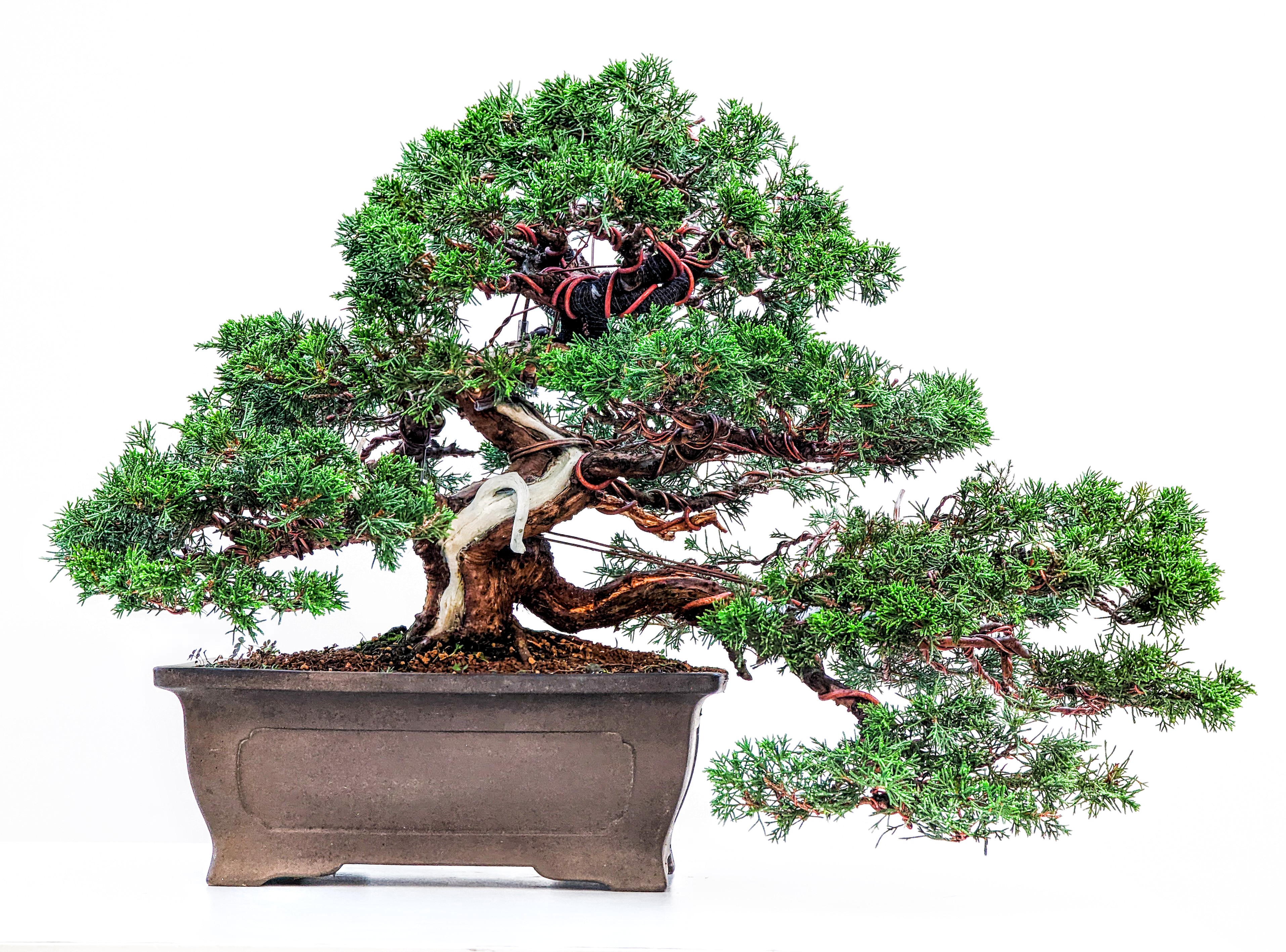Bonsai Wacholder Juniperus Itoigawa 30cm
