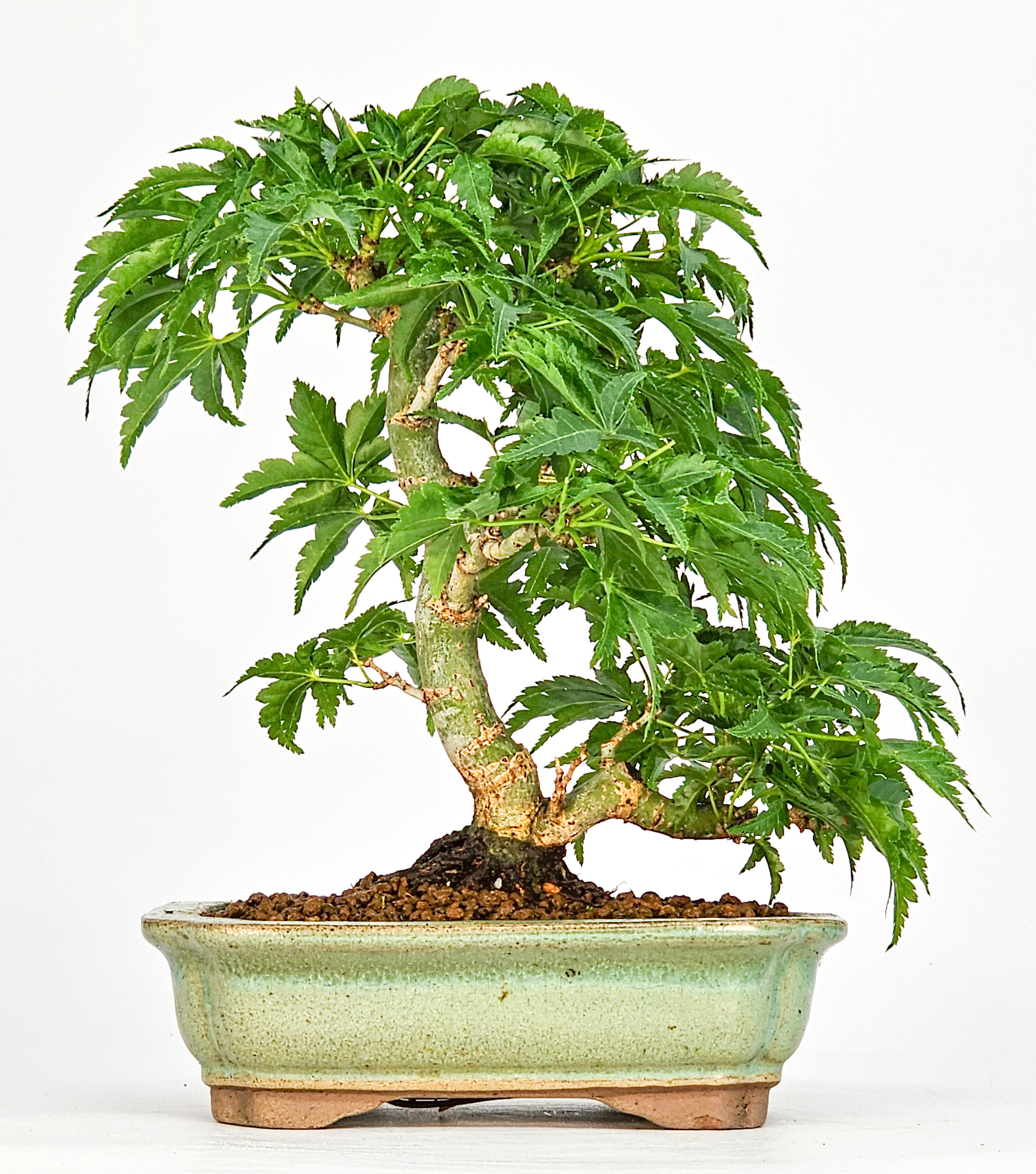 Bonsai Löwenkopfahorn- Acer palmatum Shishigashira Shohin 14cm