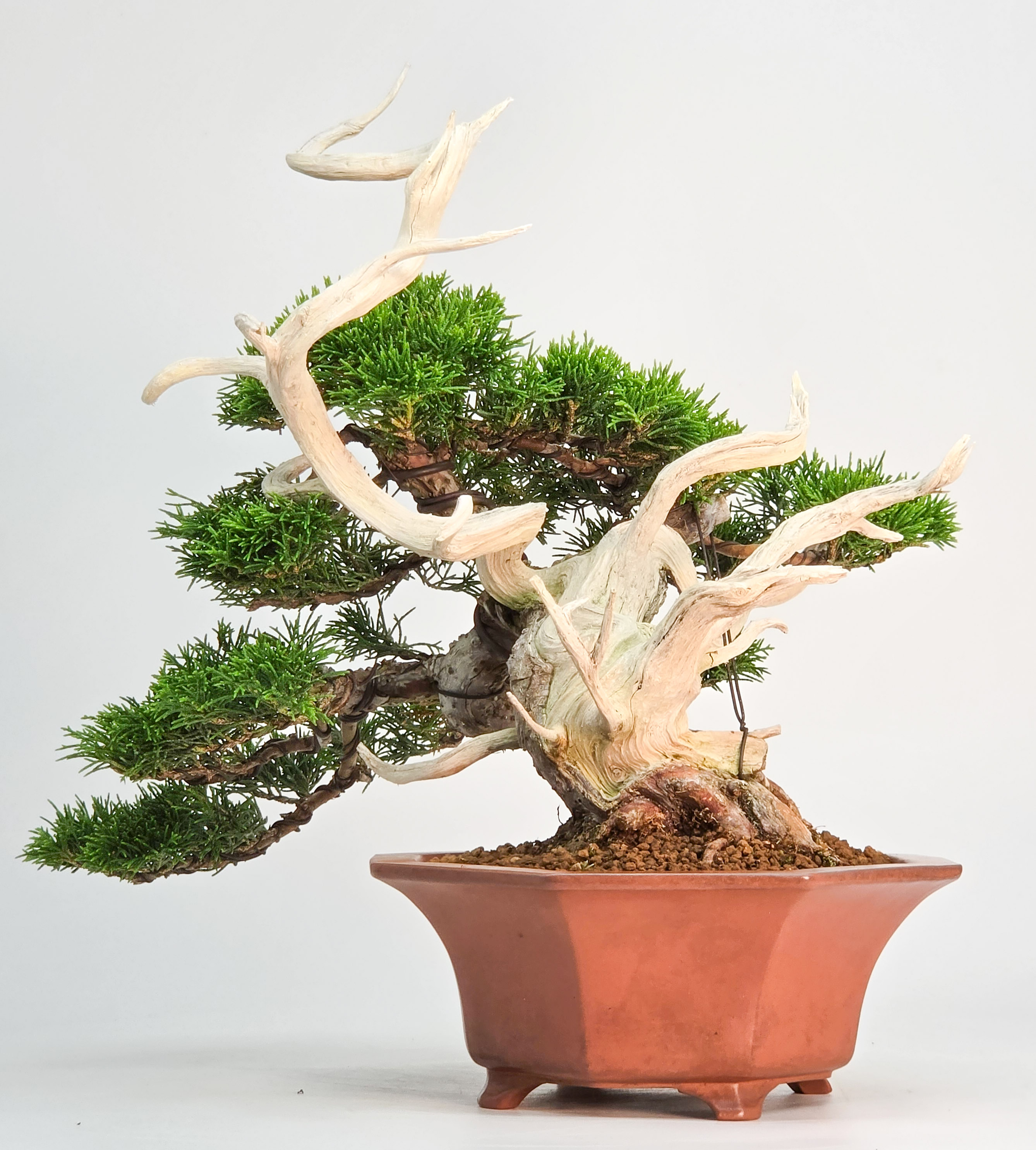 Bonsai Premium Wacholder - Juniperus chinensis Shohin 21cm