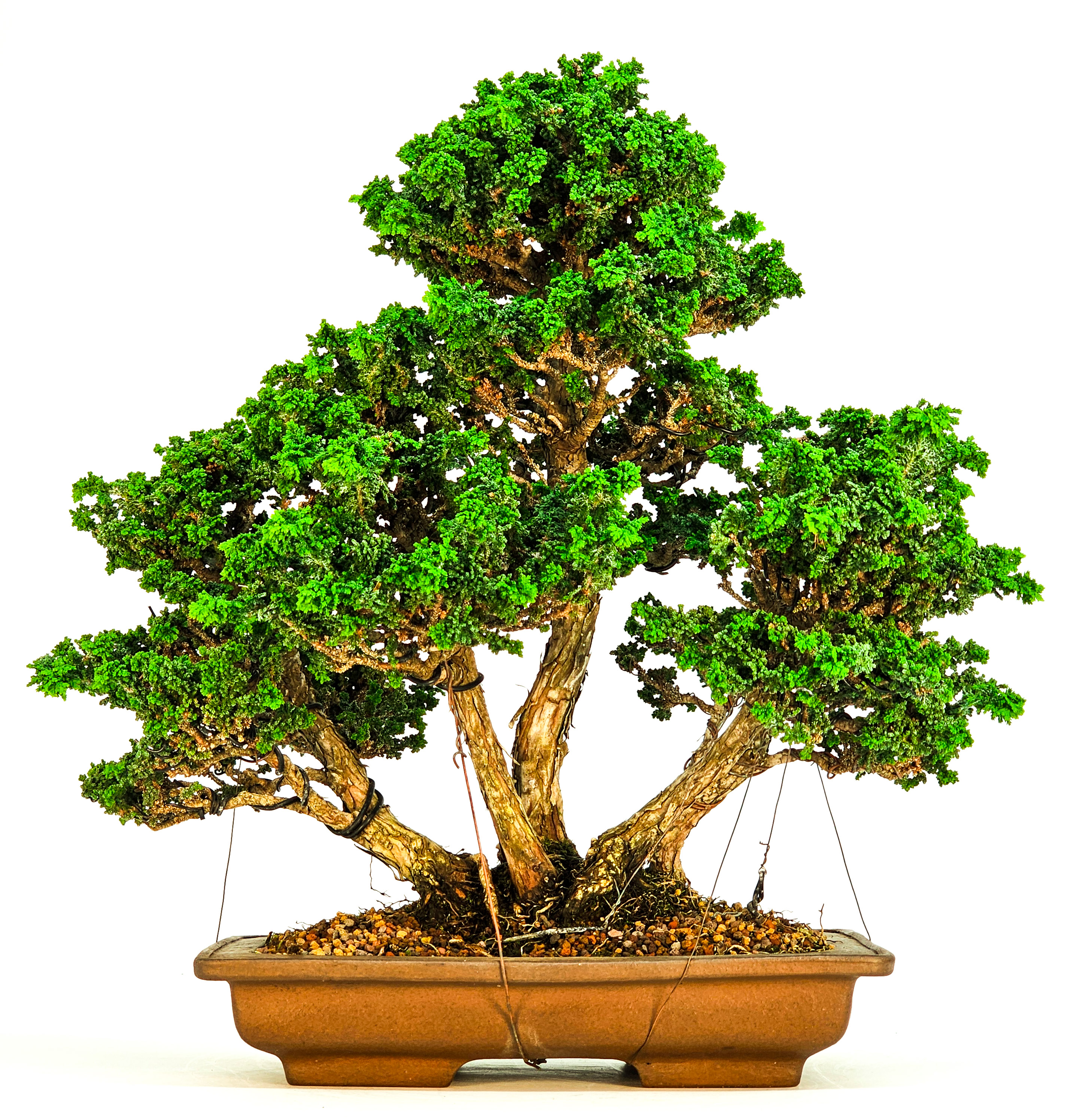 Bonsai Chamaecyparis obtusa Sekka hinoki 31 cm Bonsai Chamaecyparis obtusa Sekka hinoki 31 cm