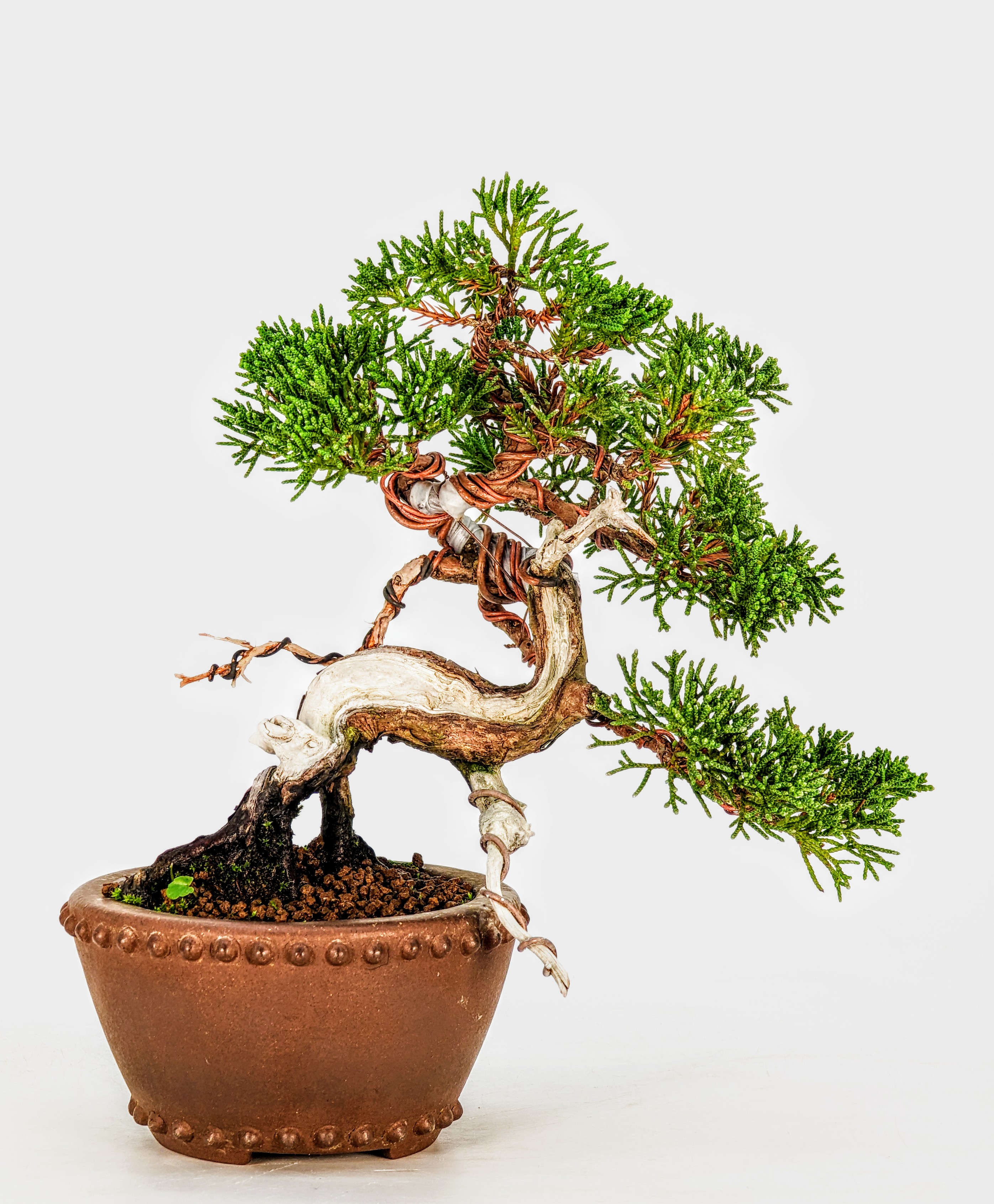 Bonsai Wacholder Juniperus Itoigawa Shohin 14cm