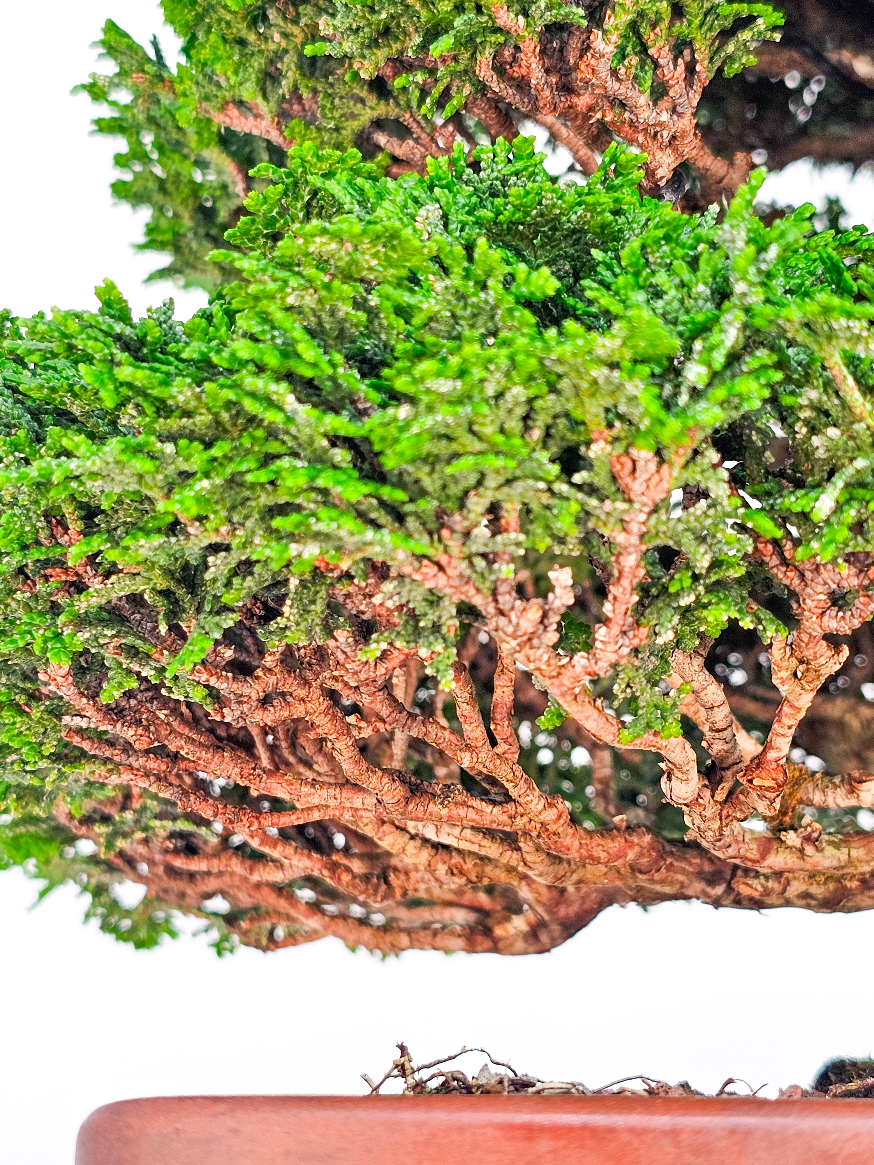 Bonsai Chamaecyparis obtusa 29,5cm Bonsai Chamaecyparis obtusa 29,5cm