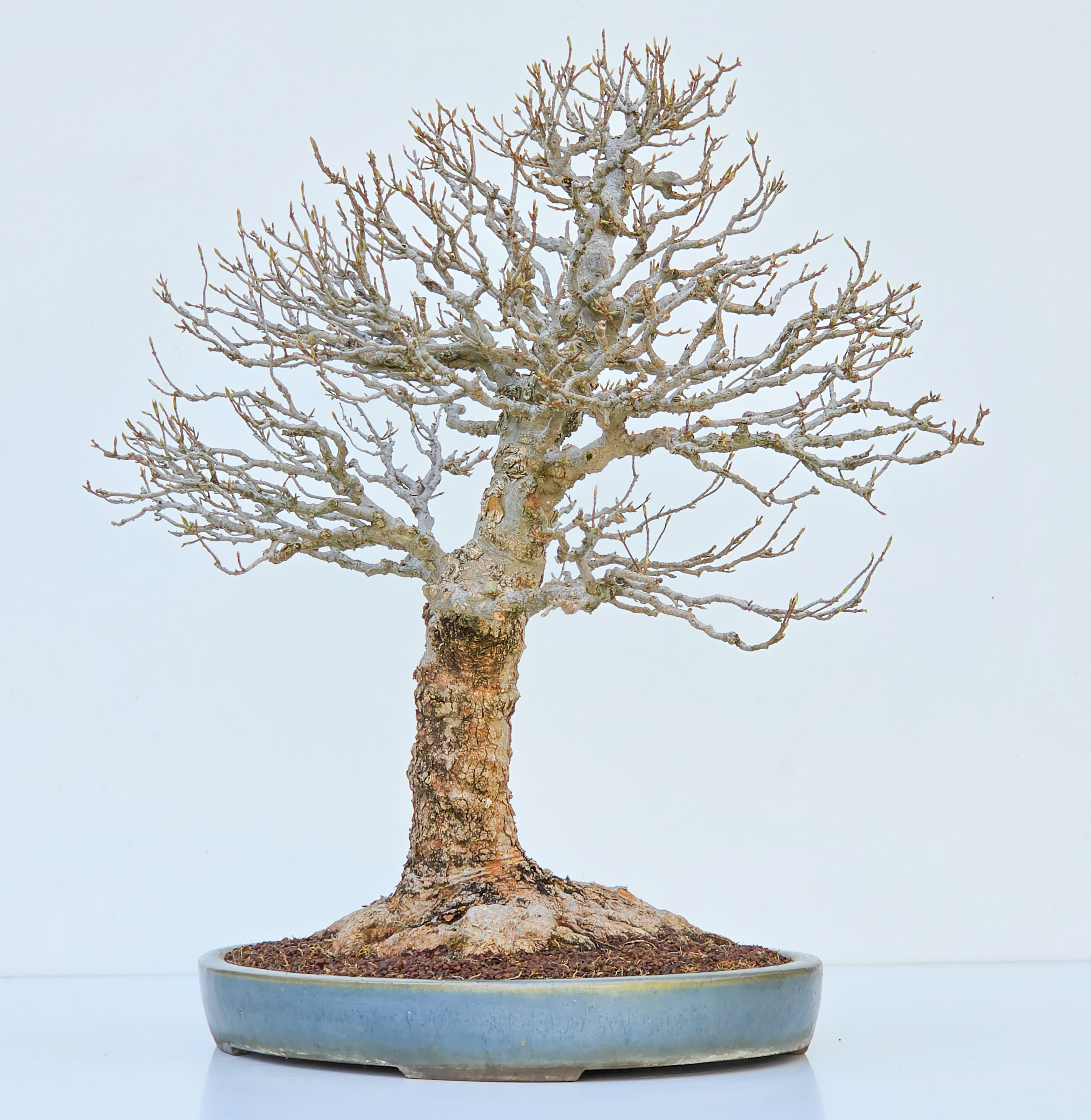 Bonsai Dreispitzahorn  - Acer buergerianum Arakawa 63cm Video!!