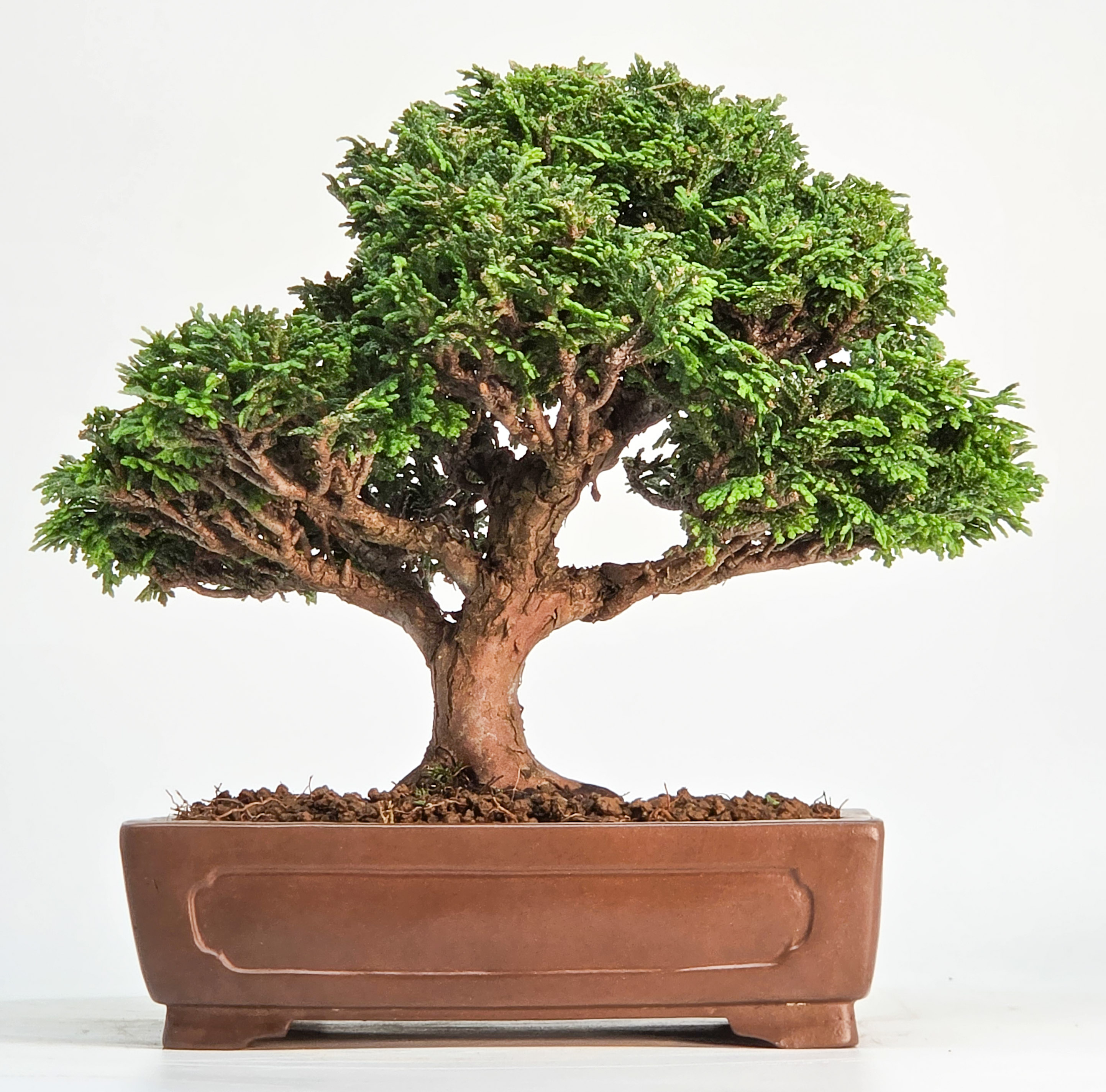 Bonsai Muschelzypresse - Chamaecyparis obtusa Shohin 17cm