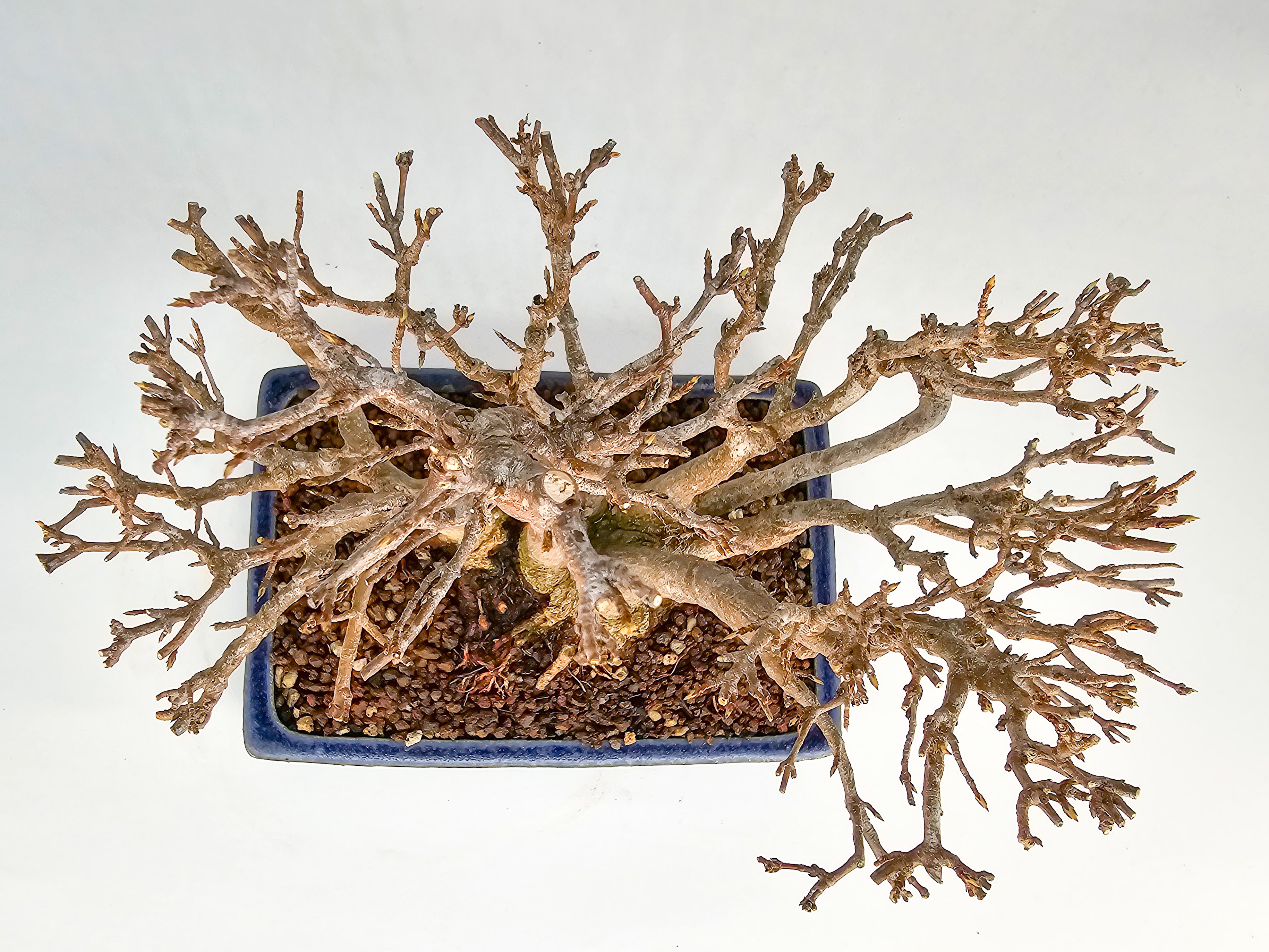 Bonsai Dreispitzahorn - Acer buergerianum Shohin 17cm