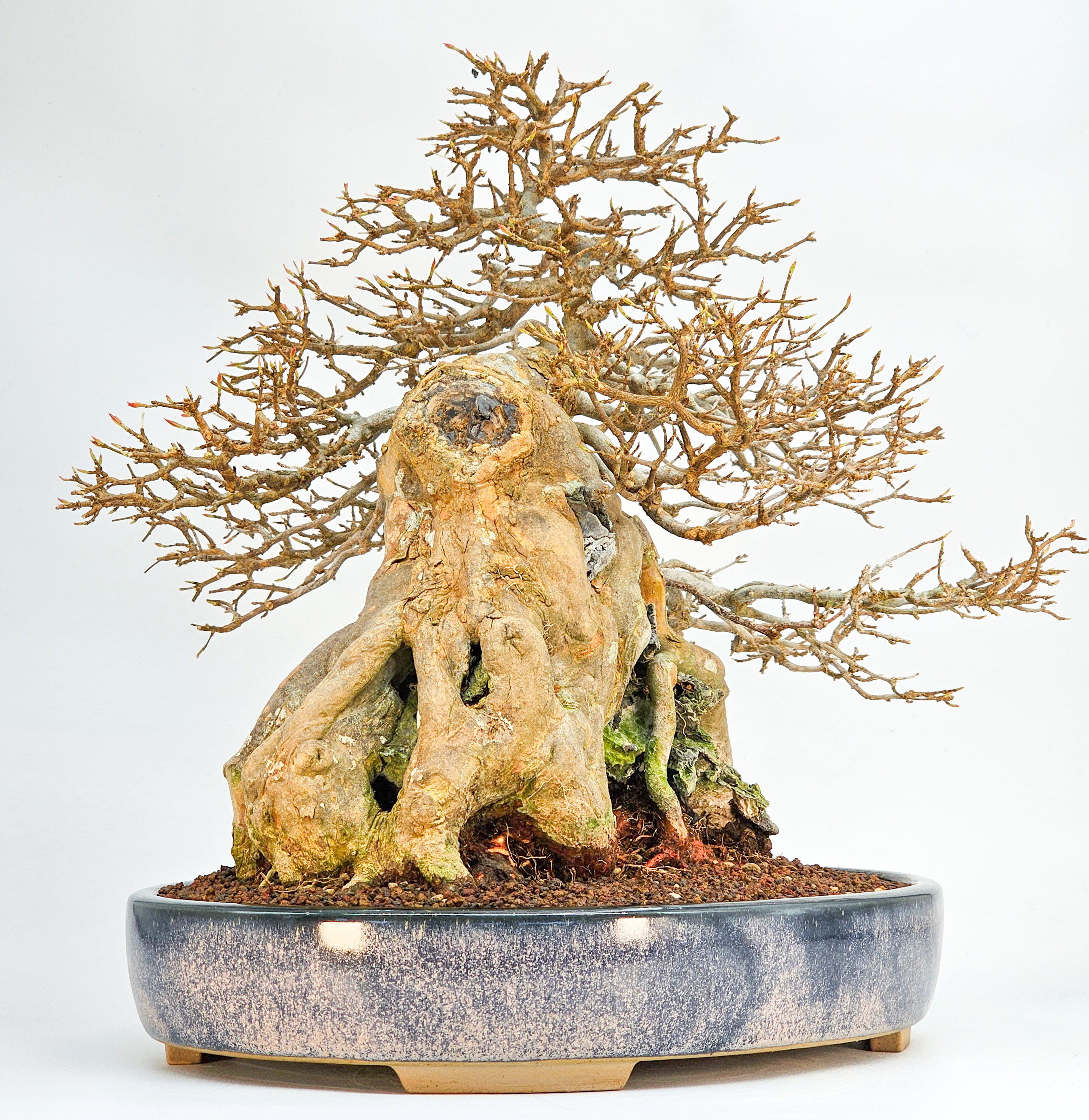 Bonsai Dreispitzahorn  - Acer buergerianum Ishizuki 37cm