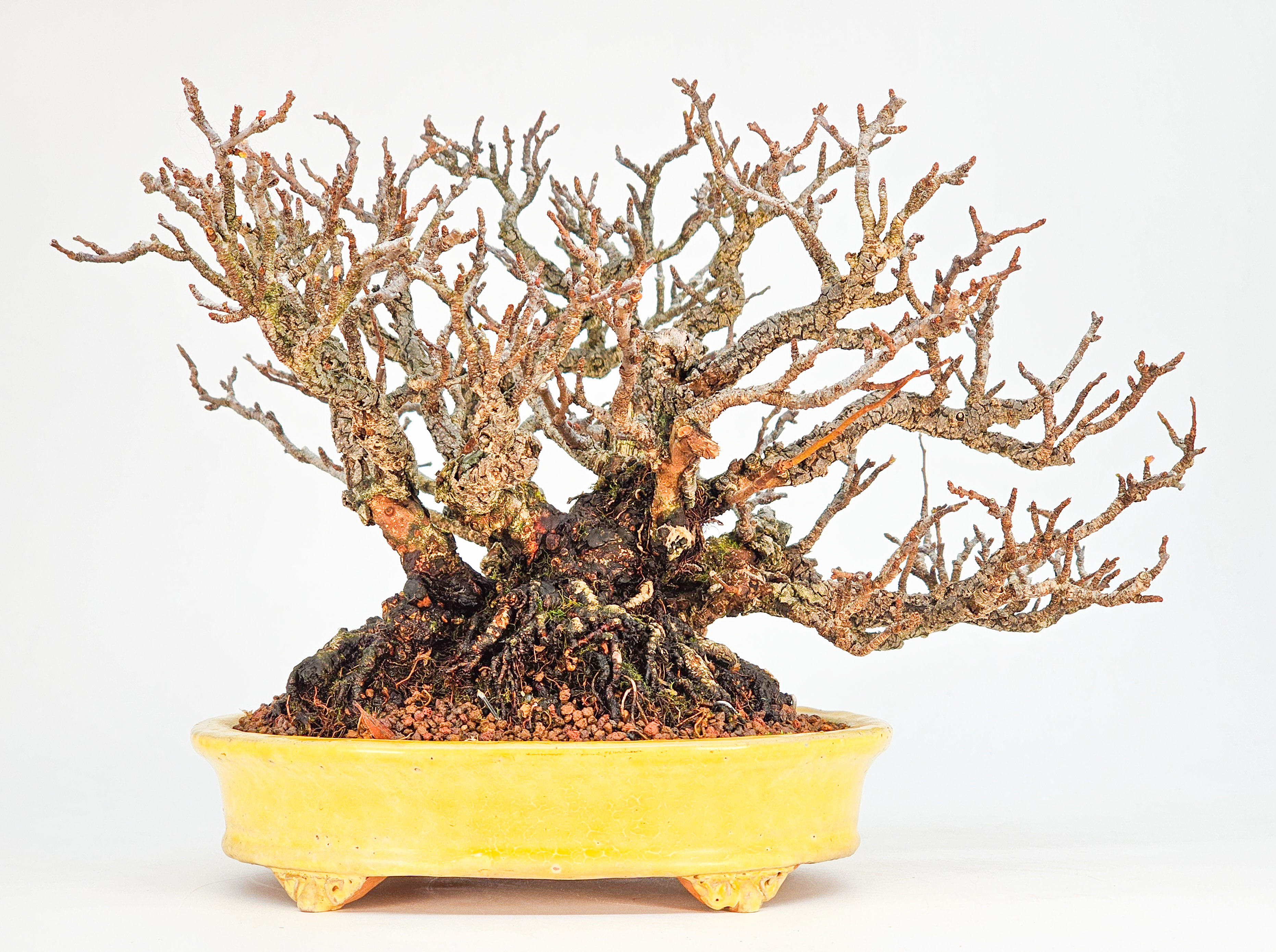 Bonsai Zierquitte - Chaenomeles Shohin 19cm