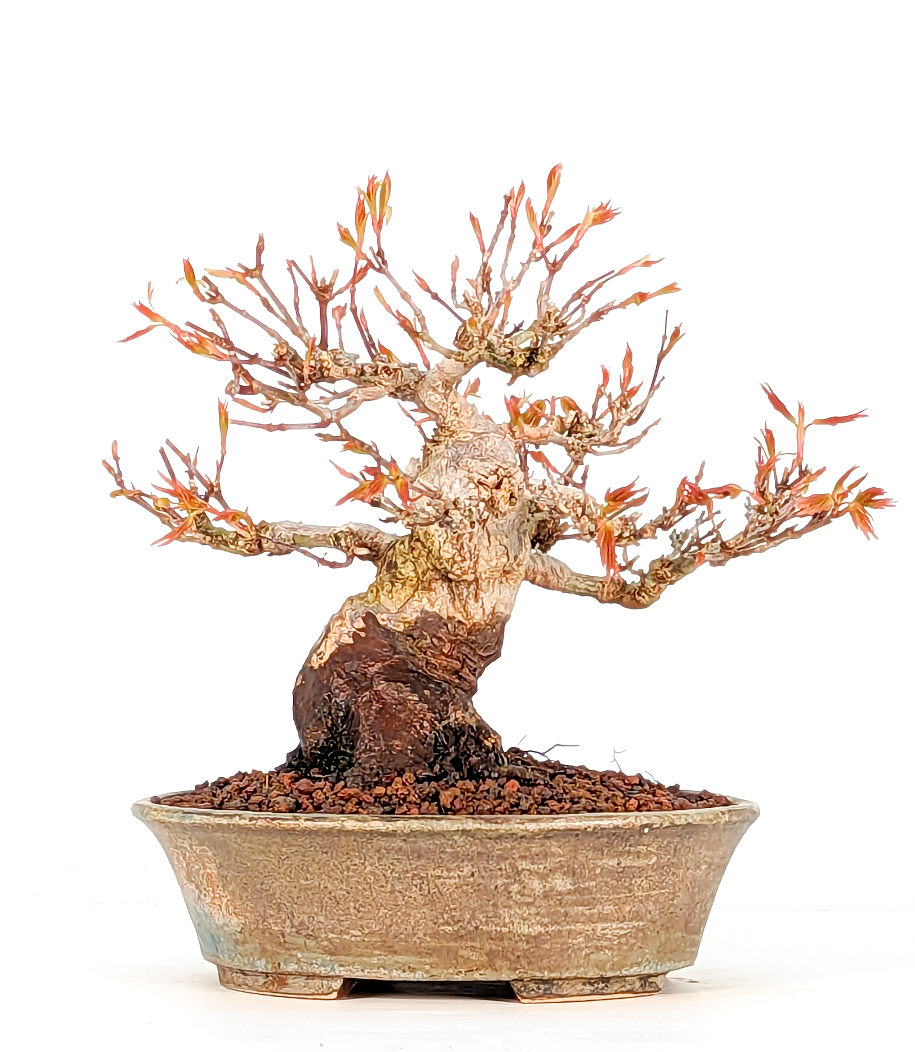 Bonsai Fächerahorn Acer Palmatum Yamamomiji Shohin 12cm