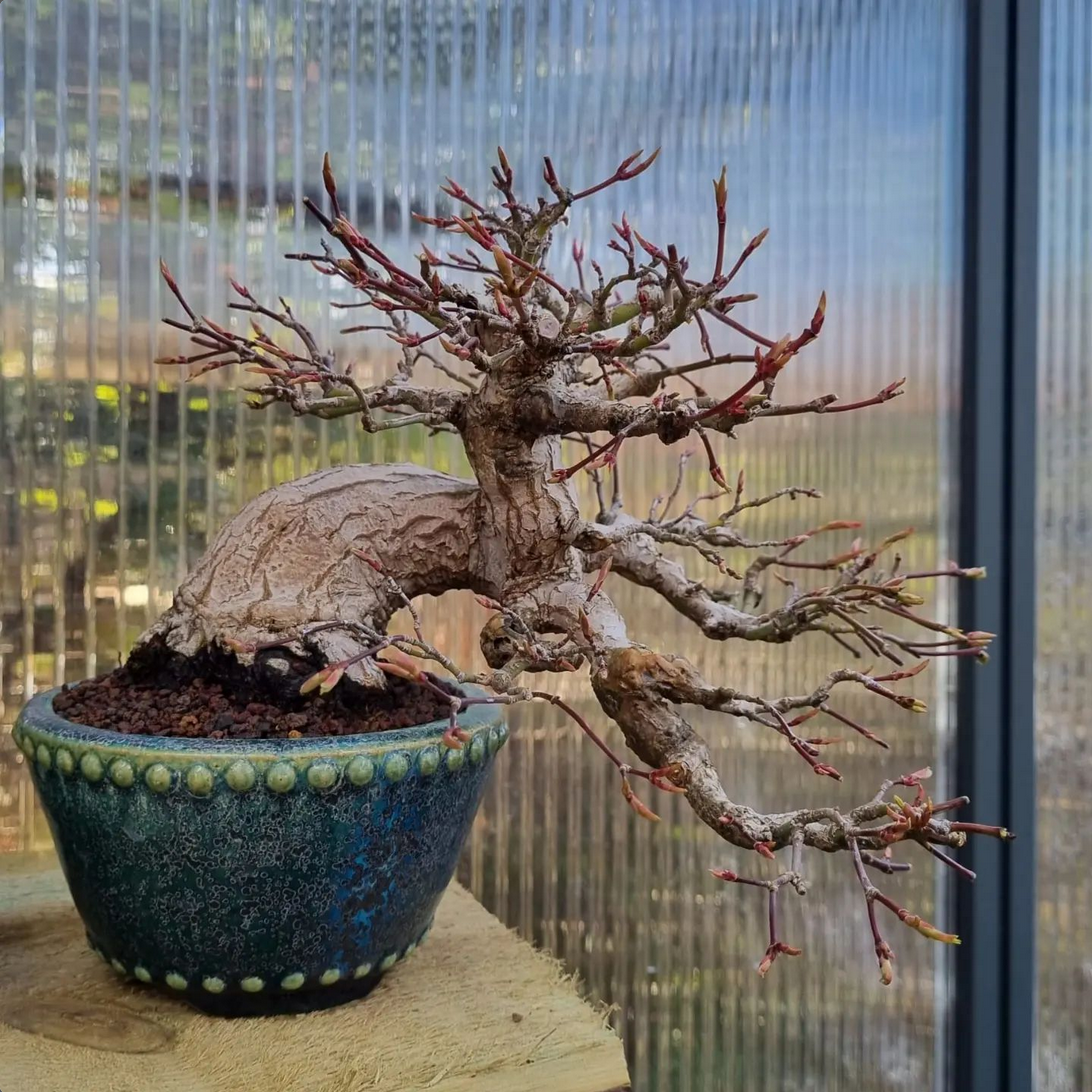 Bonsai Fächerahorn - Acer palmatum Yamamomiji Halbkaskade Shohin 13cm    