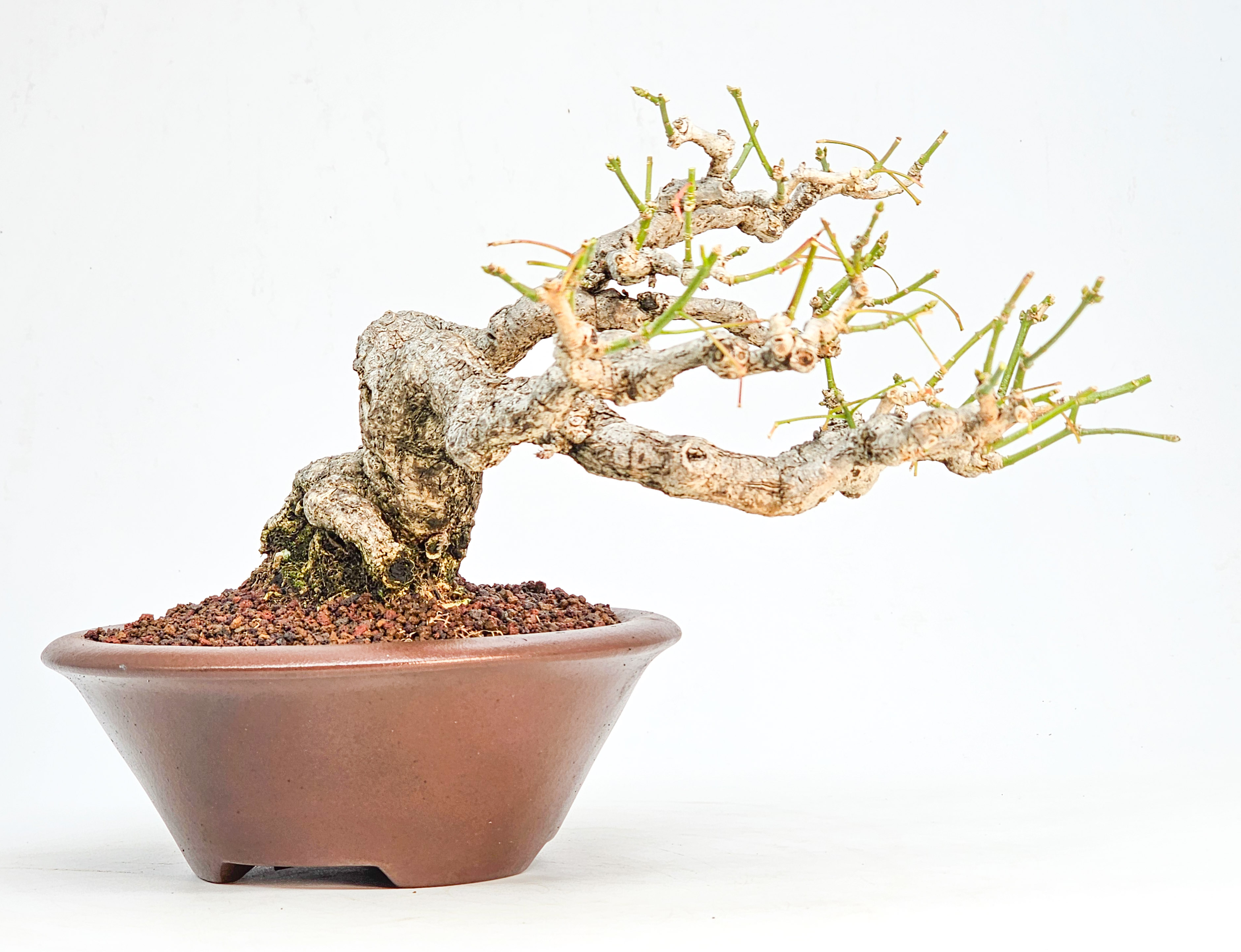  Bonsai Pfaffenhütchen - Euonymus Shohin 14cm