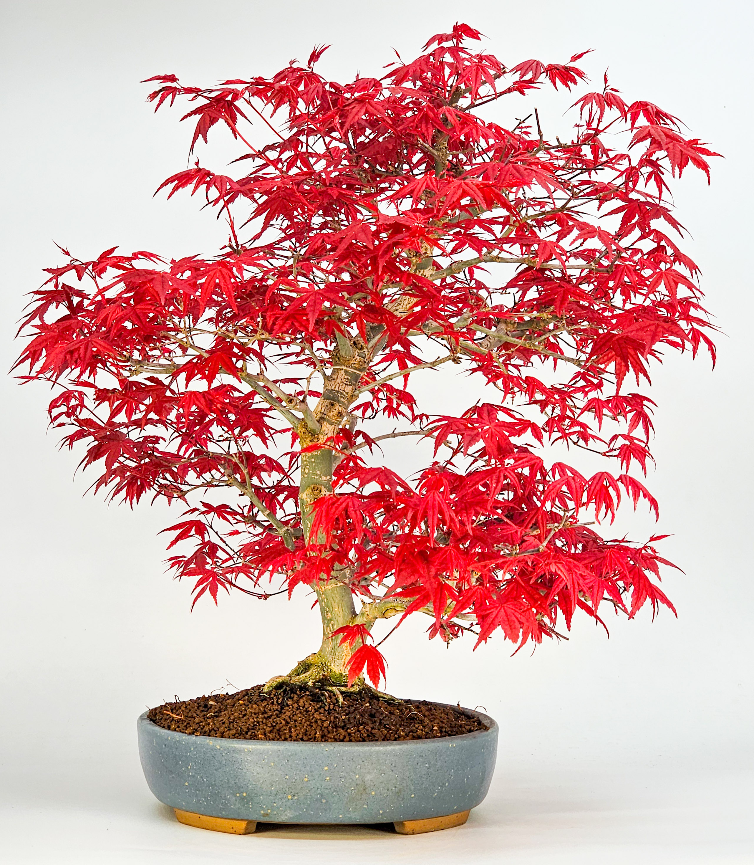 Bonsai Fächerahorn Acer palmatum Deshojo 40cm