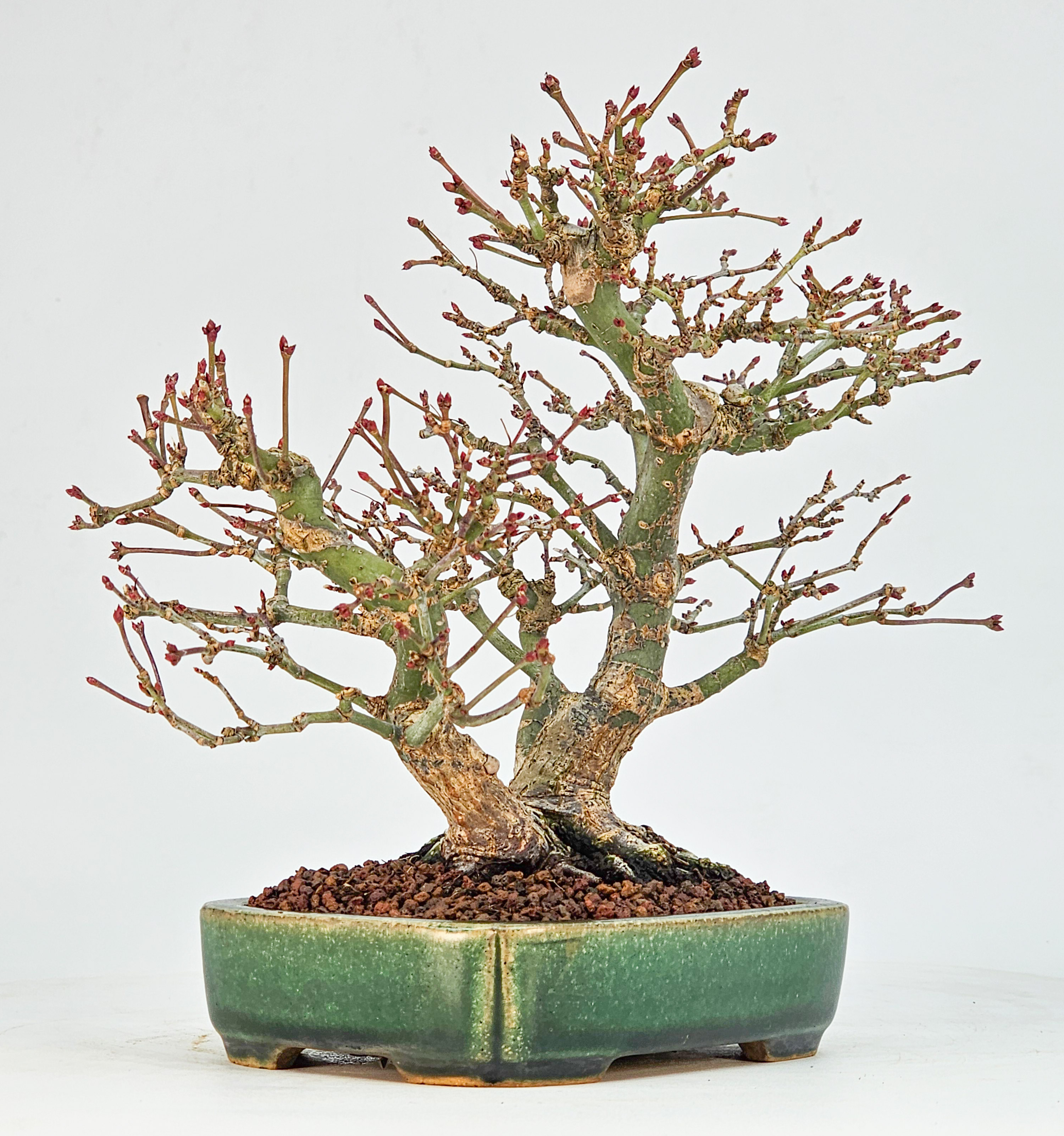 Bonsai Fächerahorn - Acer palmatum Orihime Shohin 17cm 