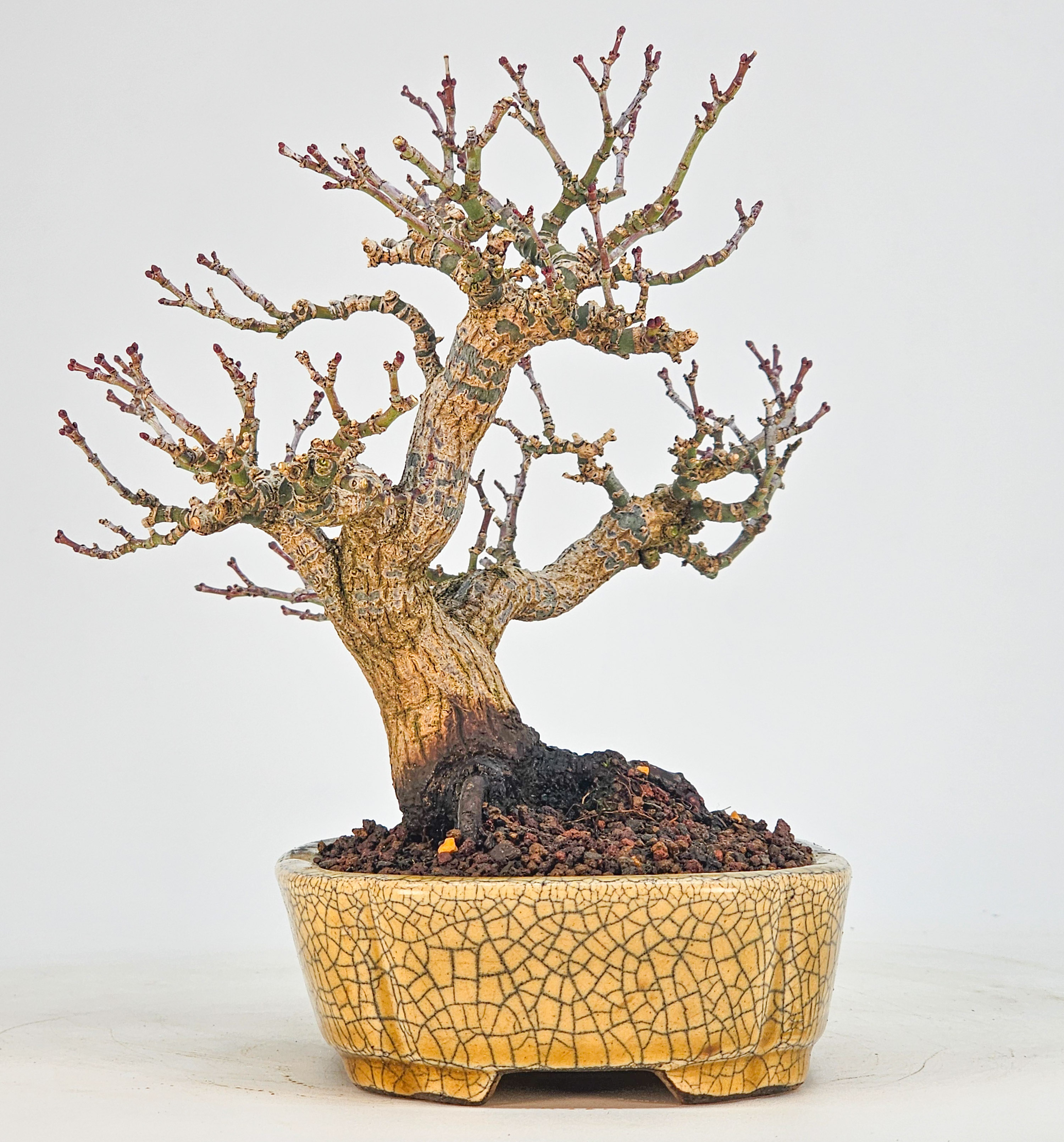 Bonsai Premium Löwenkopfahorn- Acer palmatum Shishigashira Shohin 16cm Video!!