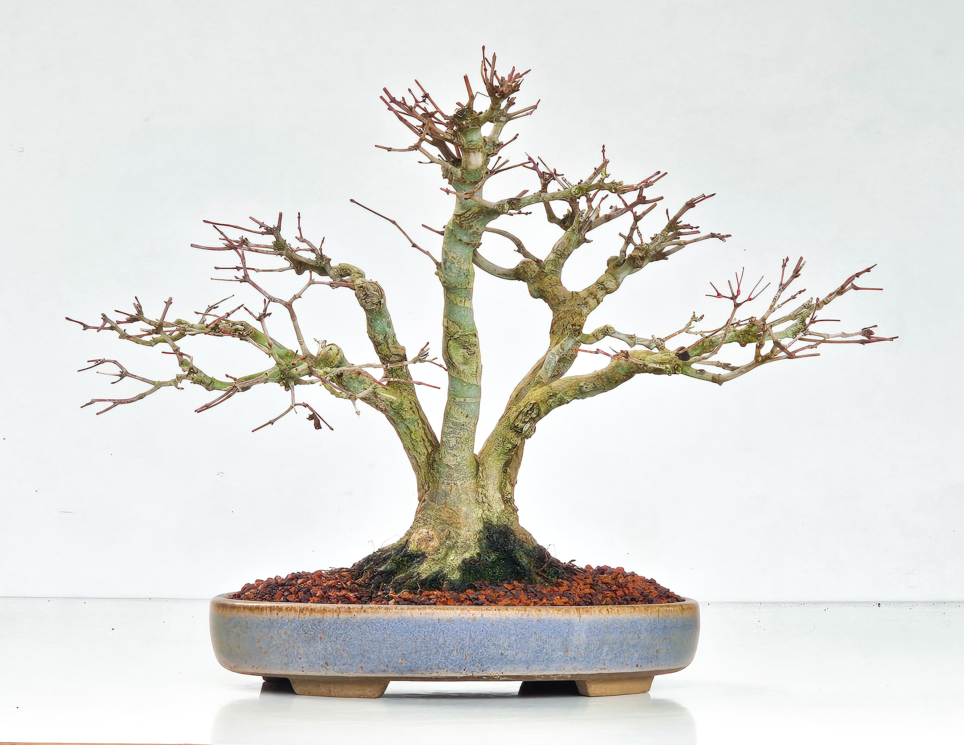 Bonsai Fächerahorn Acer Palmatum Yamamomiji Kabudachi 25cm - Video!!