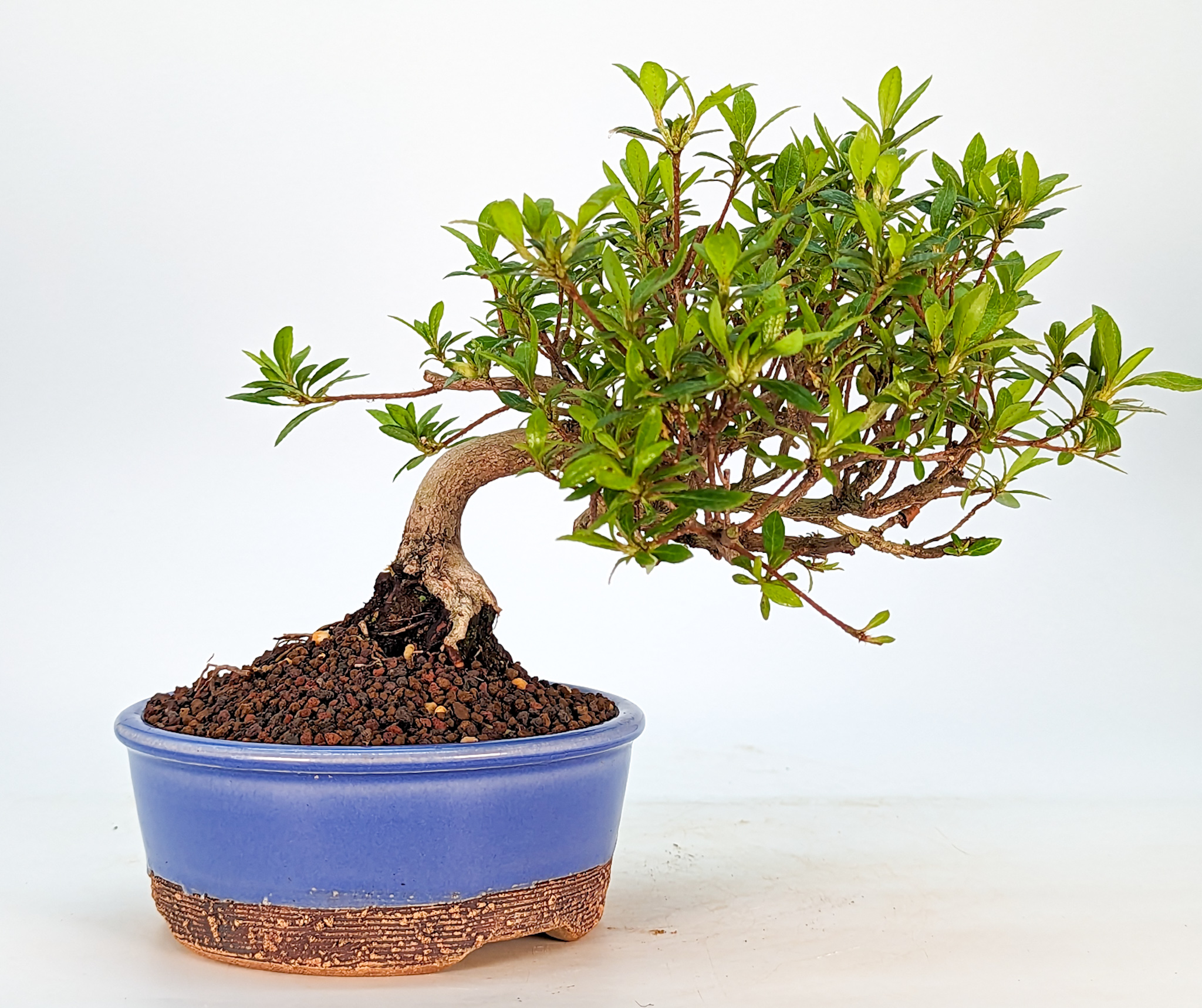 Bonsai Azalee Rhododendron indicum Halbkaskade (Hankengai) Shohin 14cm