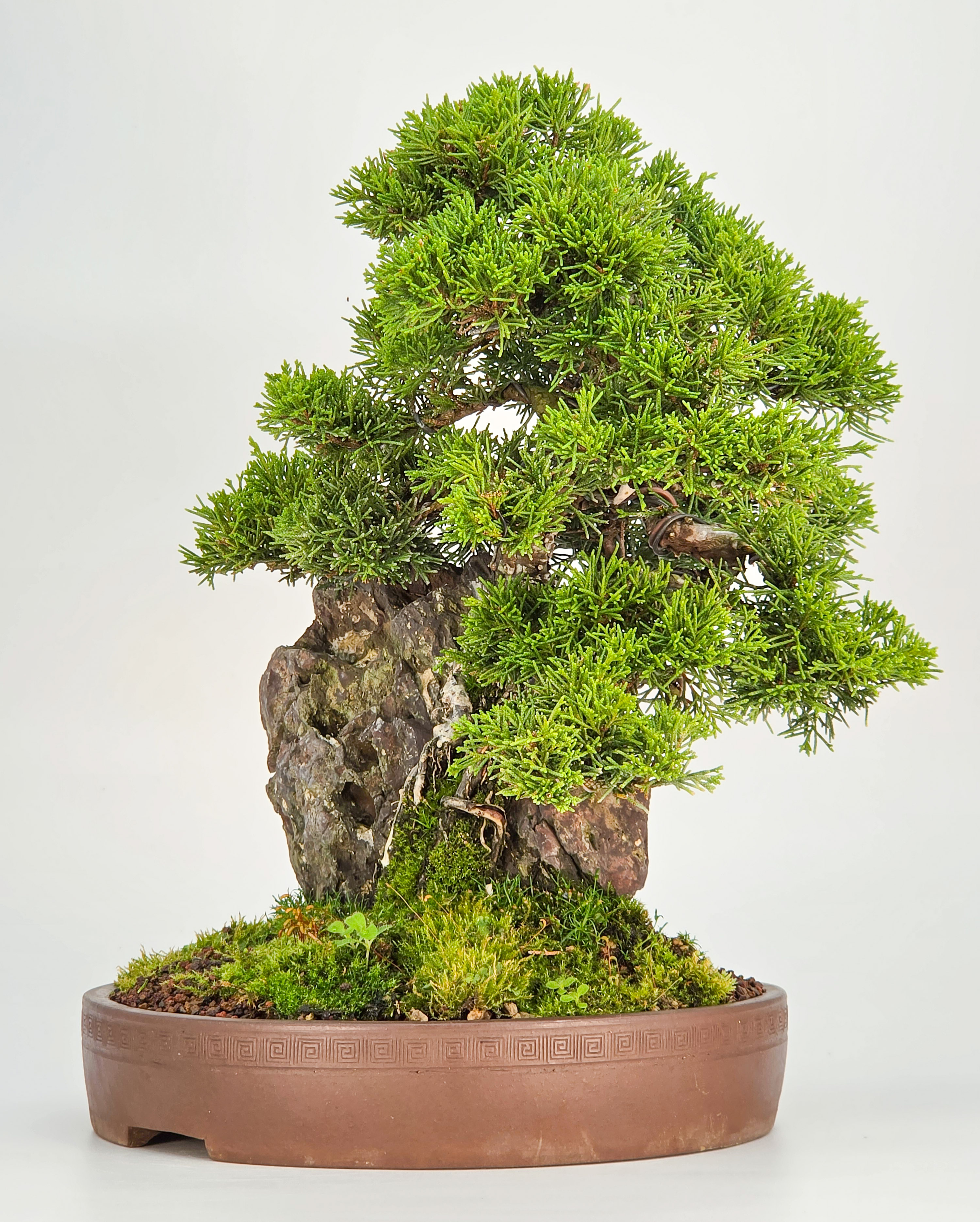 Bonsai Wacholder Juniperus chinensis shimpaku 30,5 cm