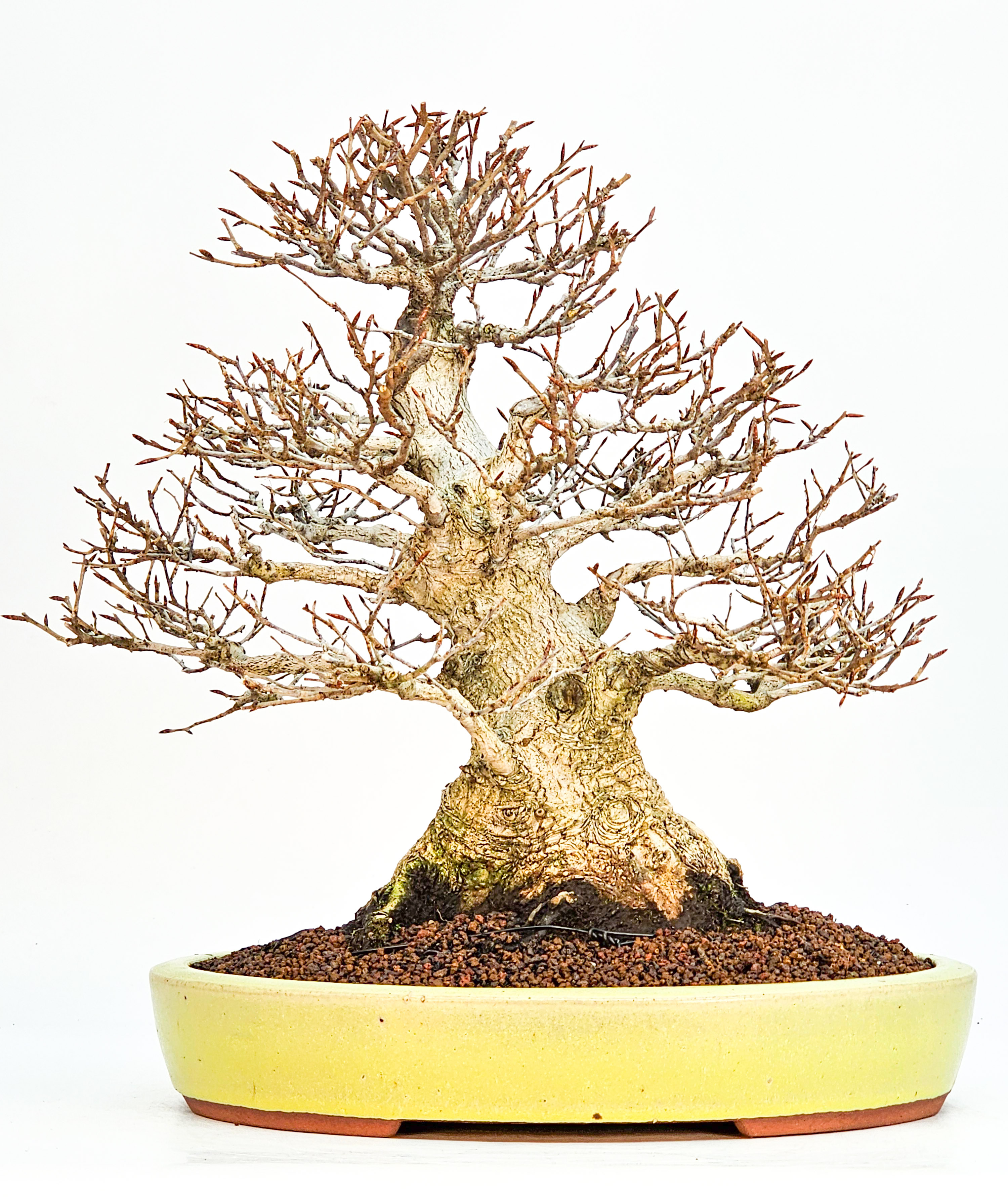 Bonsai Premium Kerbbuche Fagus Crenata - Yorozu-en 33cm