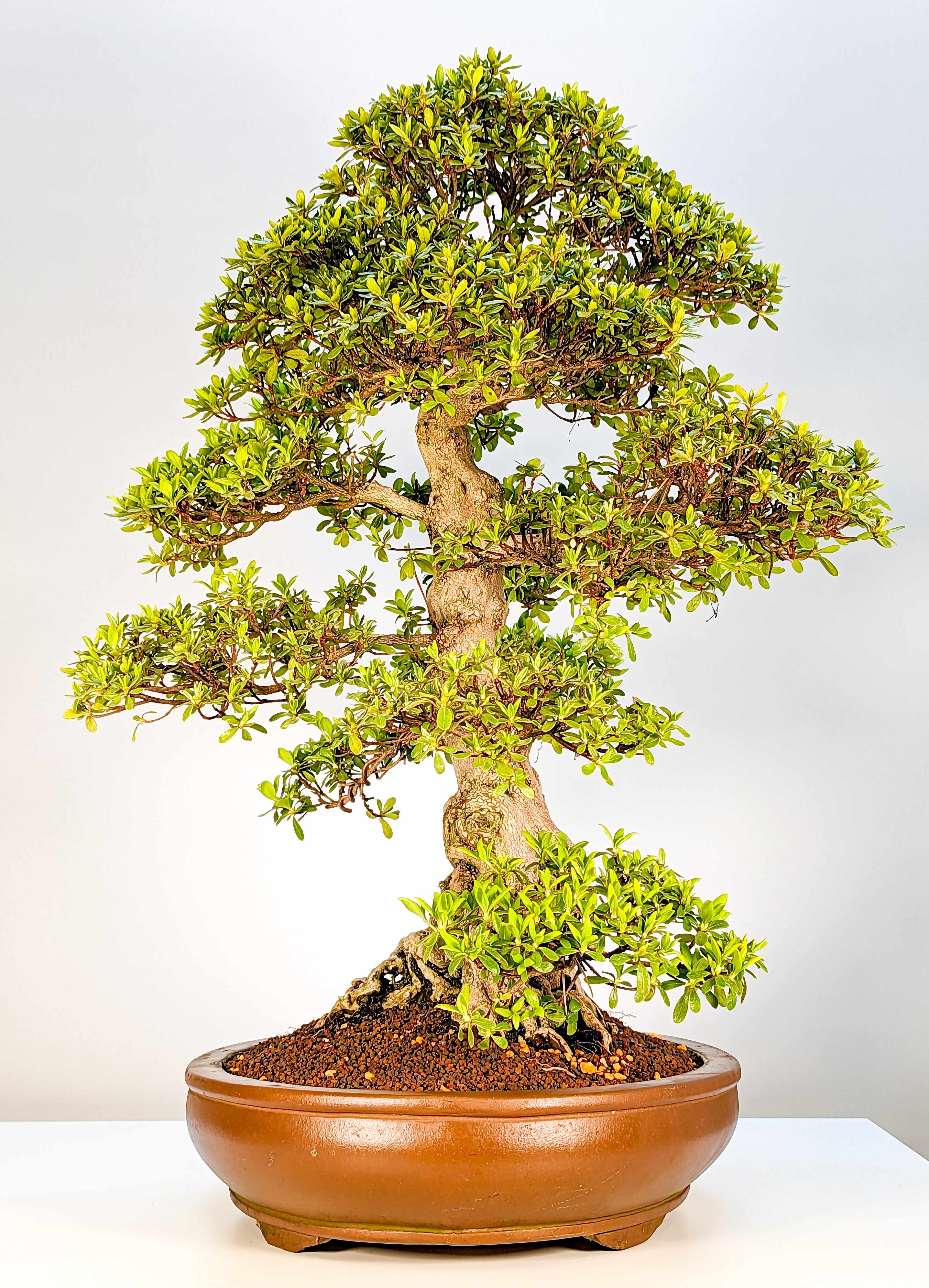 Bonsai Azalee Rhododendron indicum Hakatajiro 60cm Bonsai Azalee Rhododendron indicum Hakatajiro 60cm