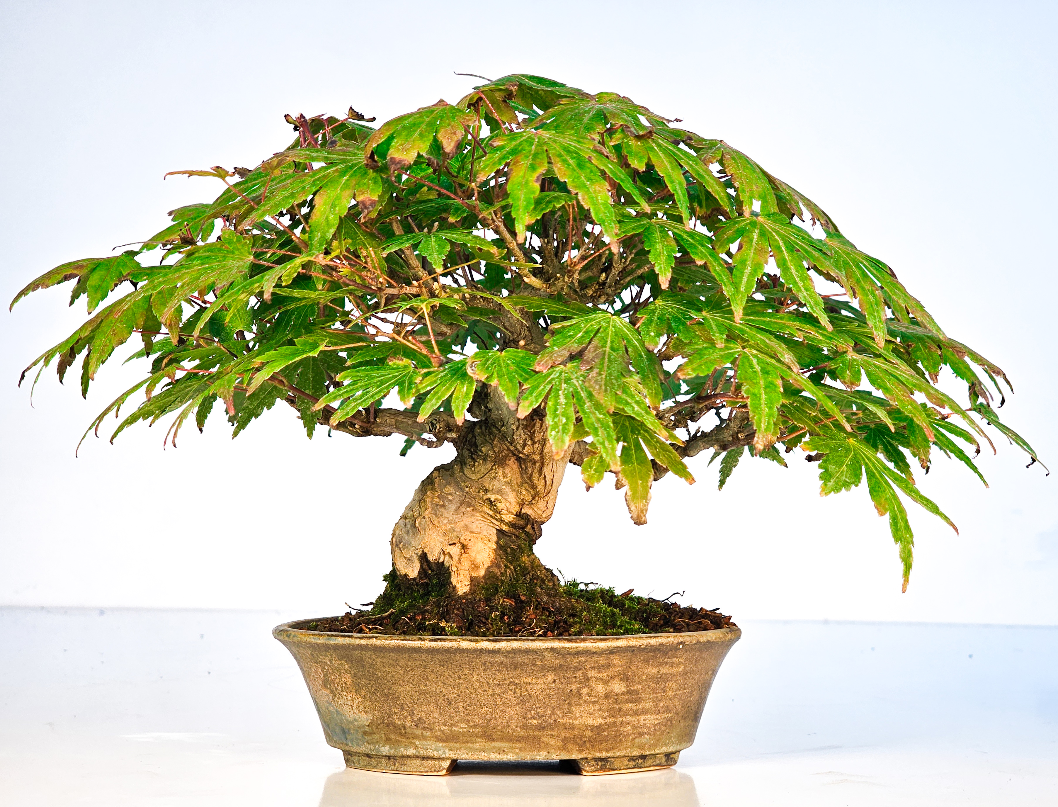 Bonsai Fächerahorn Acer Palmatum Yamamomiji Shohin 12cm