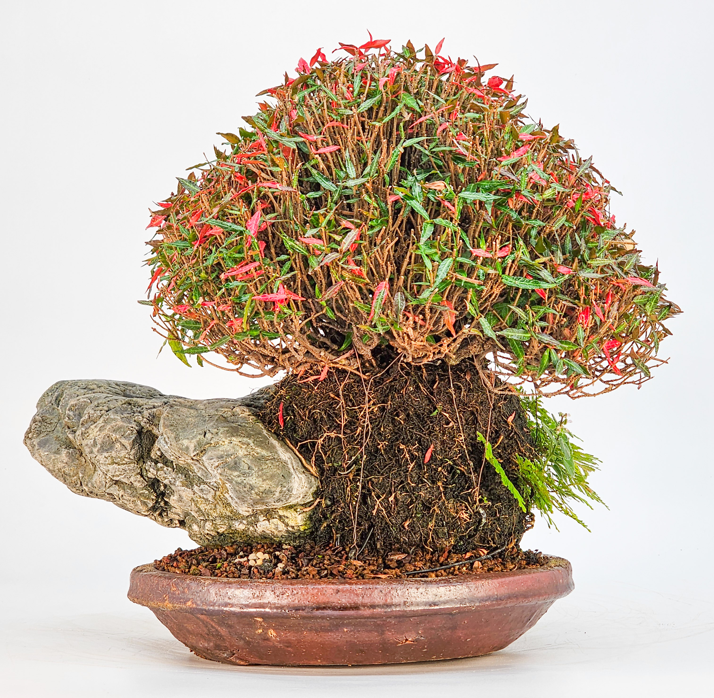 Bonsai Sternjasmin - Trachelospermum asiaticum Ishizuki 20cm