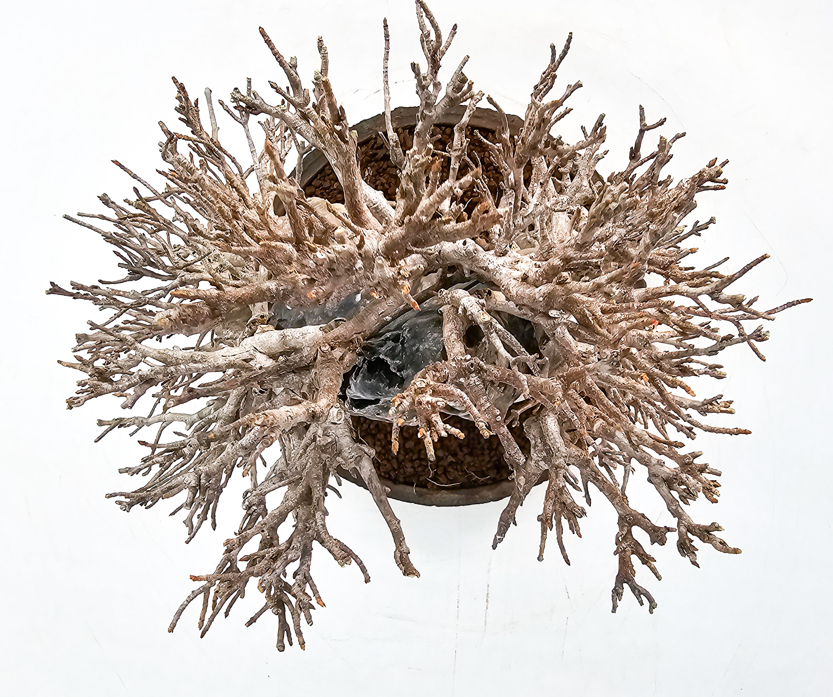 Bonsai Dreispitzahorn - Acer buergerianum Ishizuki 26,5cm - Video!! Bonsai Dreispitzahorn - Acer buergerianum Ishizuki 26,5cm - Video!!