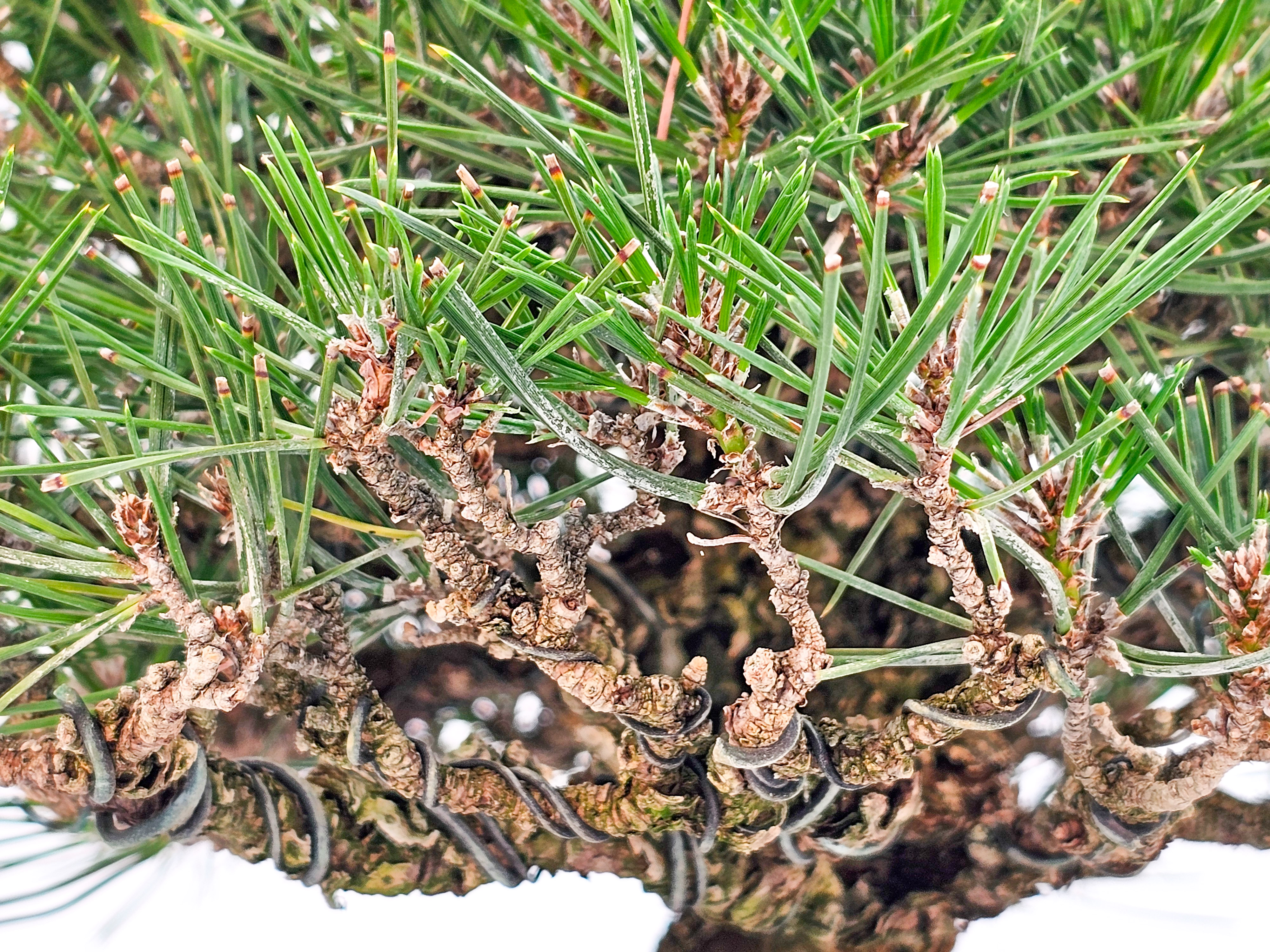 Bonsai Schwarzkiefer - Pinus thunbergii Shohin 20,5cm