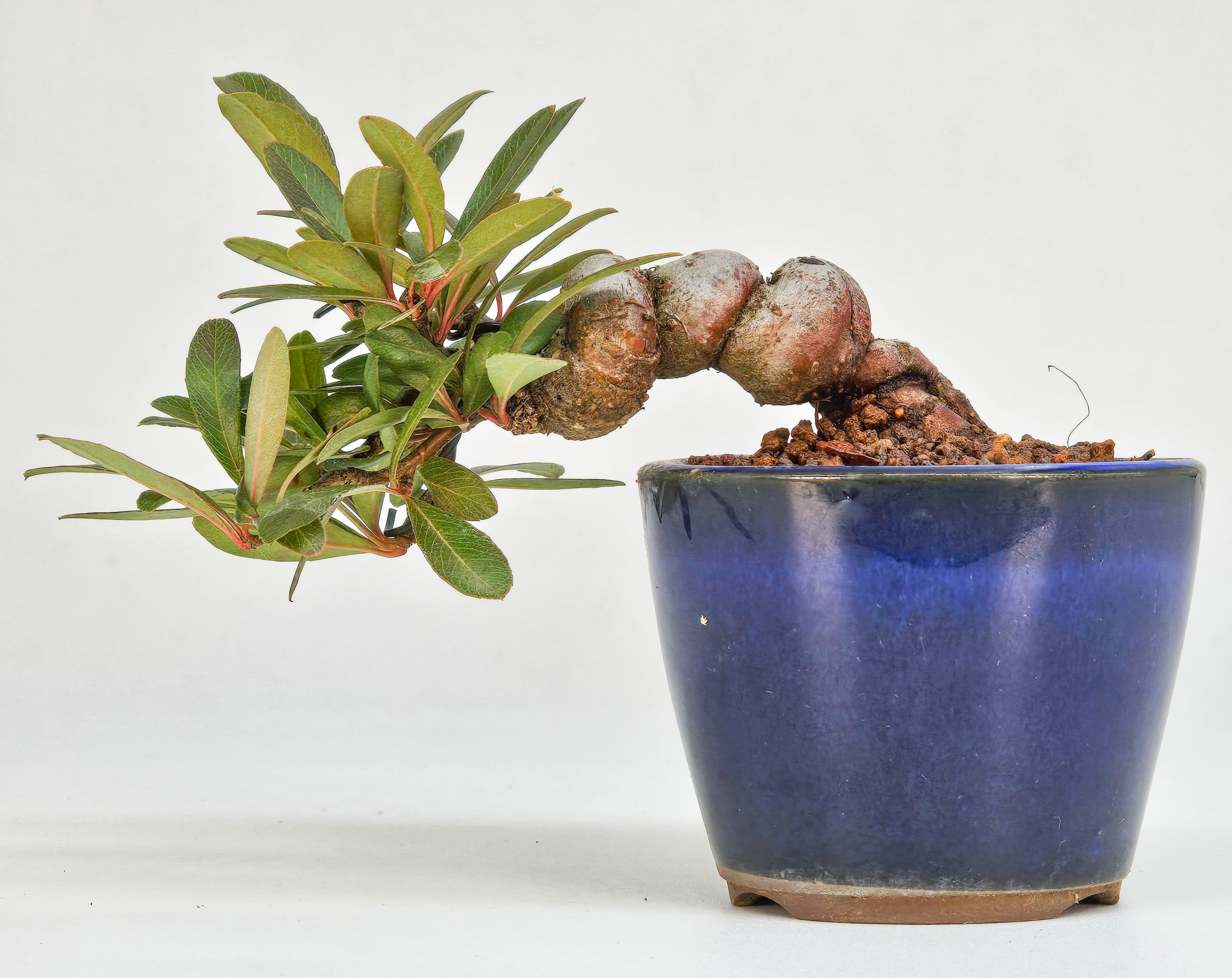 Bonsai Japanischer Liguster - Ligustrum japonicum 5cm