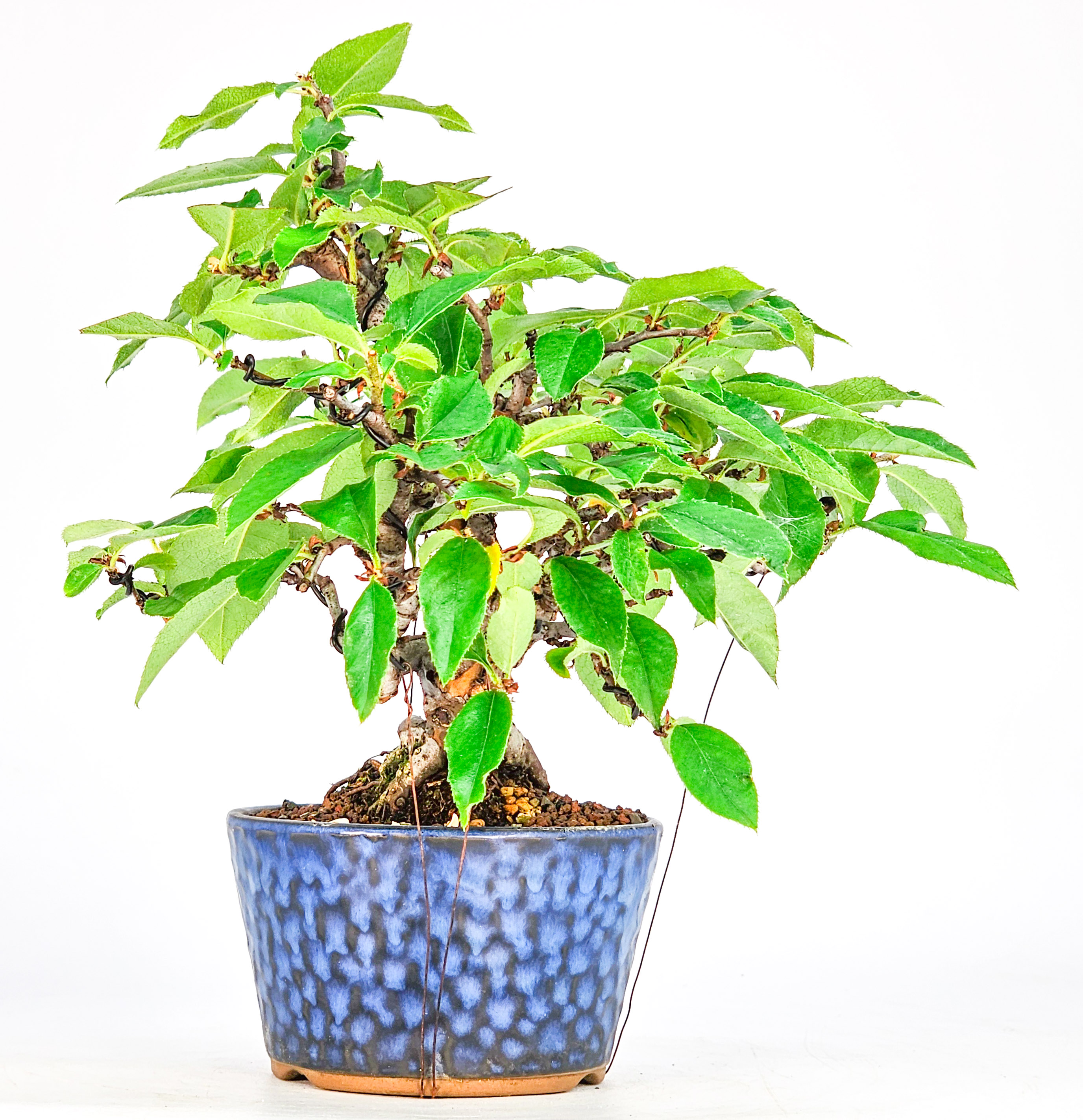 Bonsai Quitte - Pseudocydonia sinensis Shohin 19cm