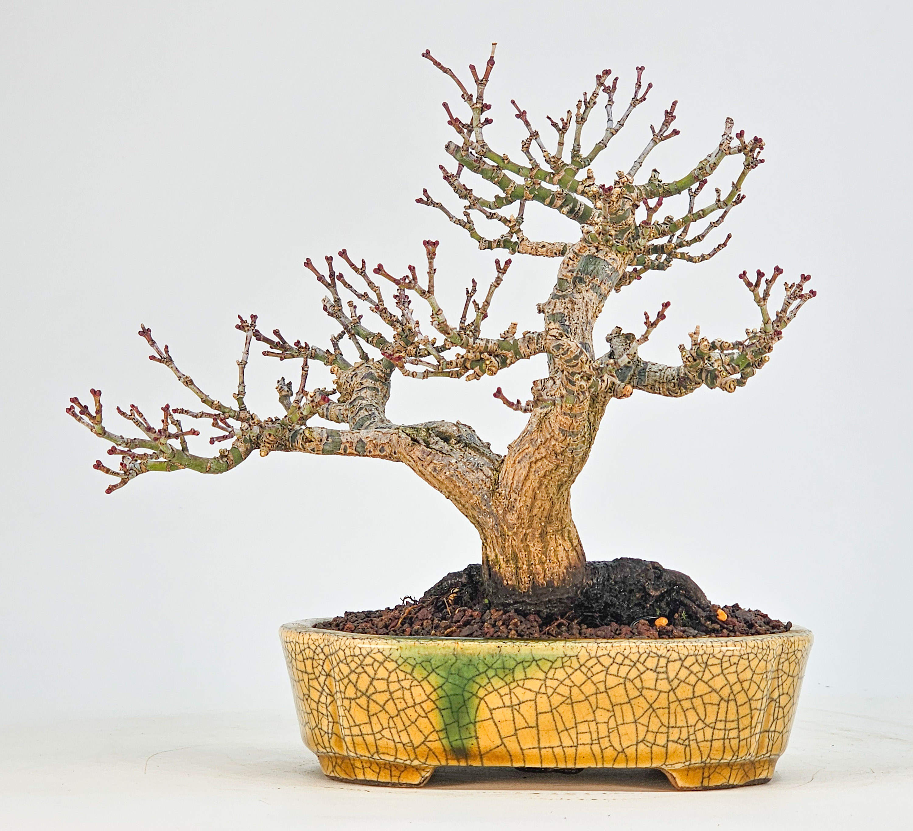 Bonsai Premium Löwenkopfahorn- Acer palmatum Shishigashira Shohin 16cm Video!!