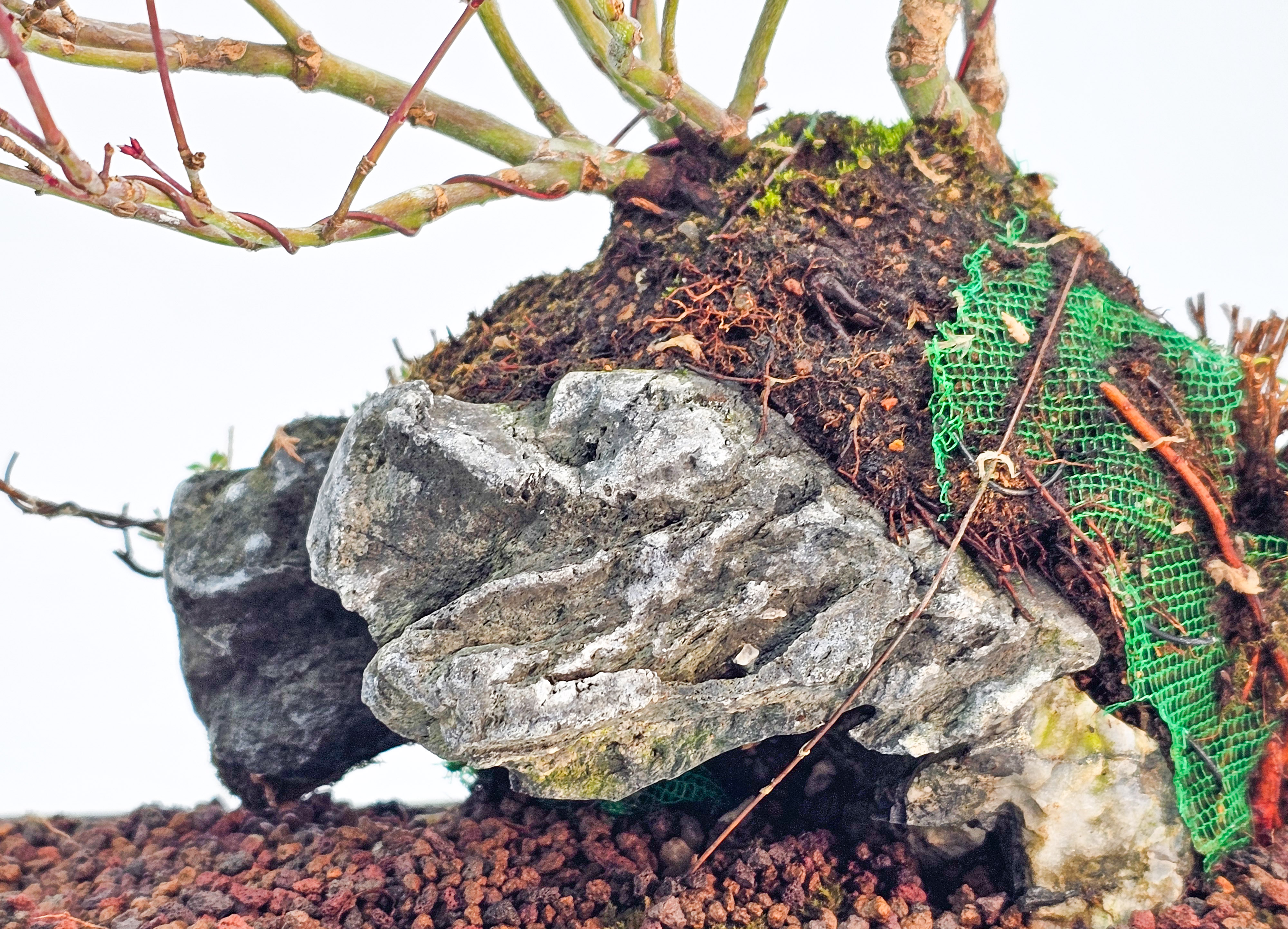 Bonsai Fächerahorn - Acer palmatum Tamahime Ishizuki Shohin 15cm