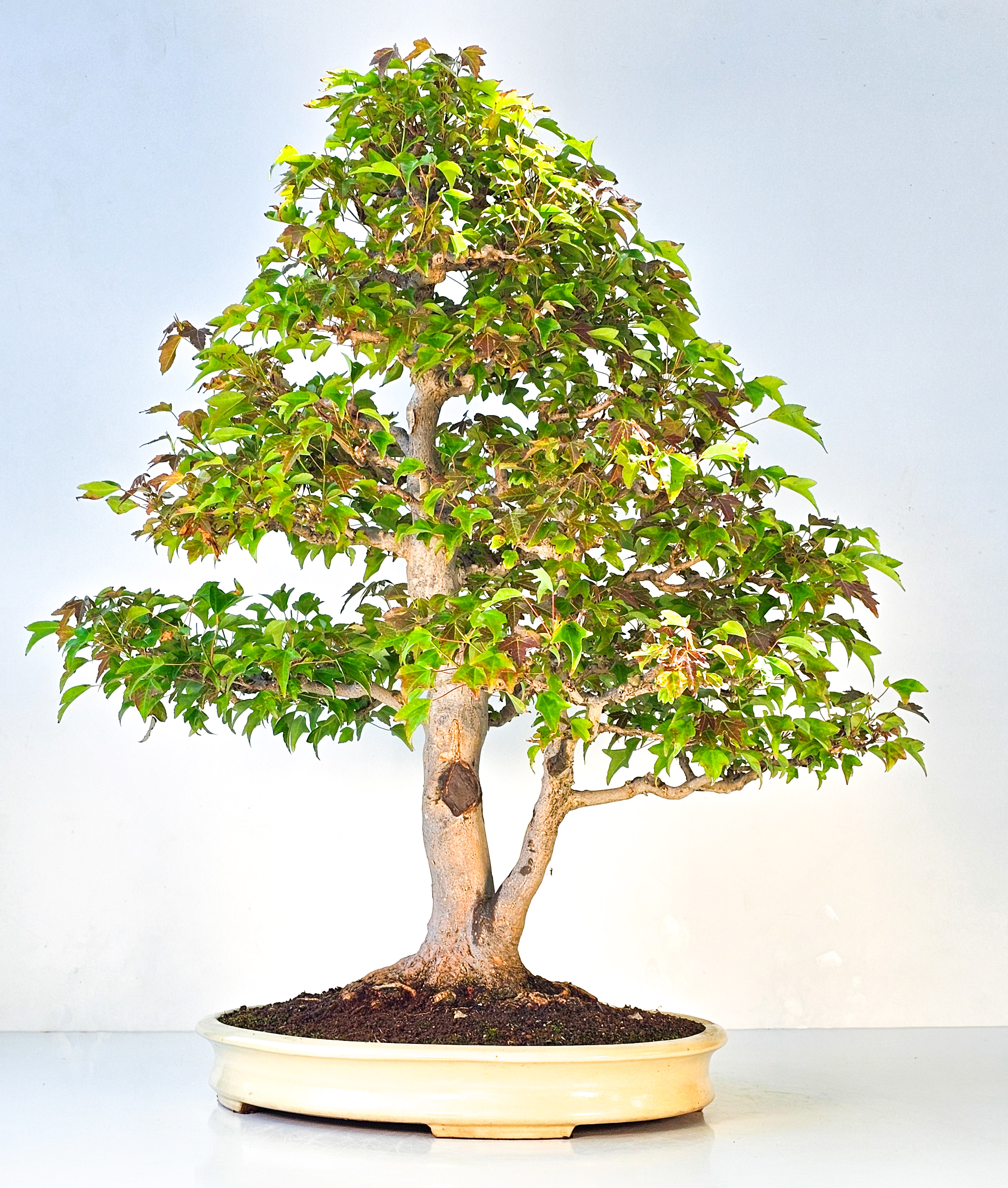Bonsai Dreispitzahorn - Acer buergerianum 62cm