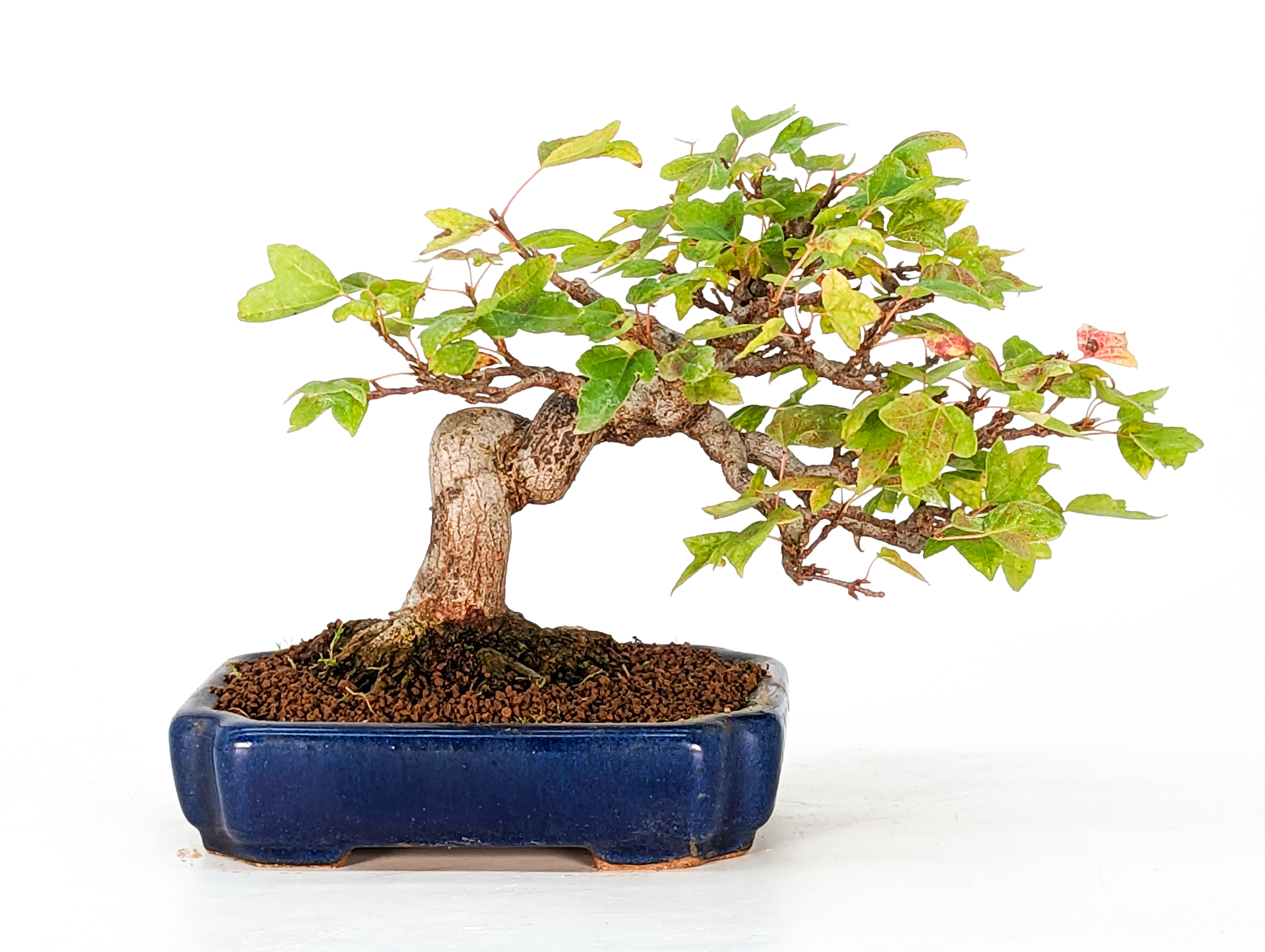 Bonsai Dreispitzahorn  - Acer buergerianum Shohin 10cm    