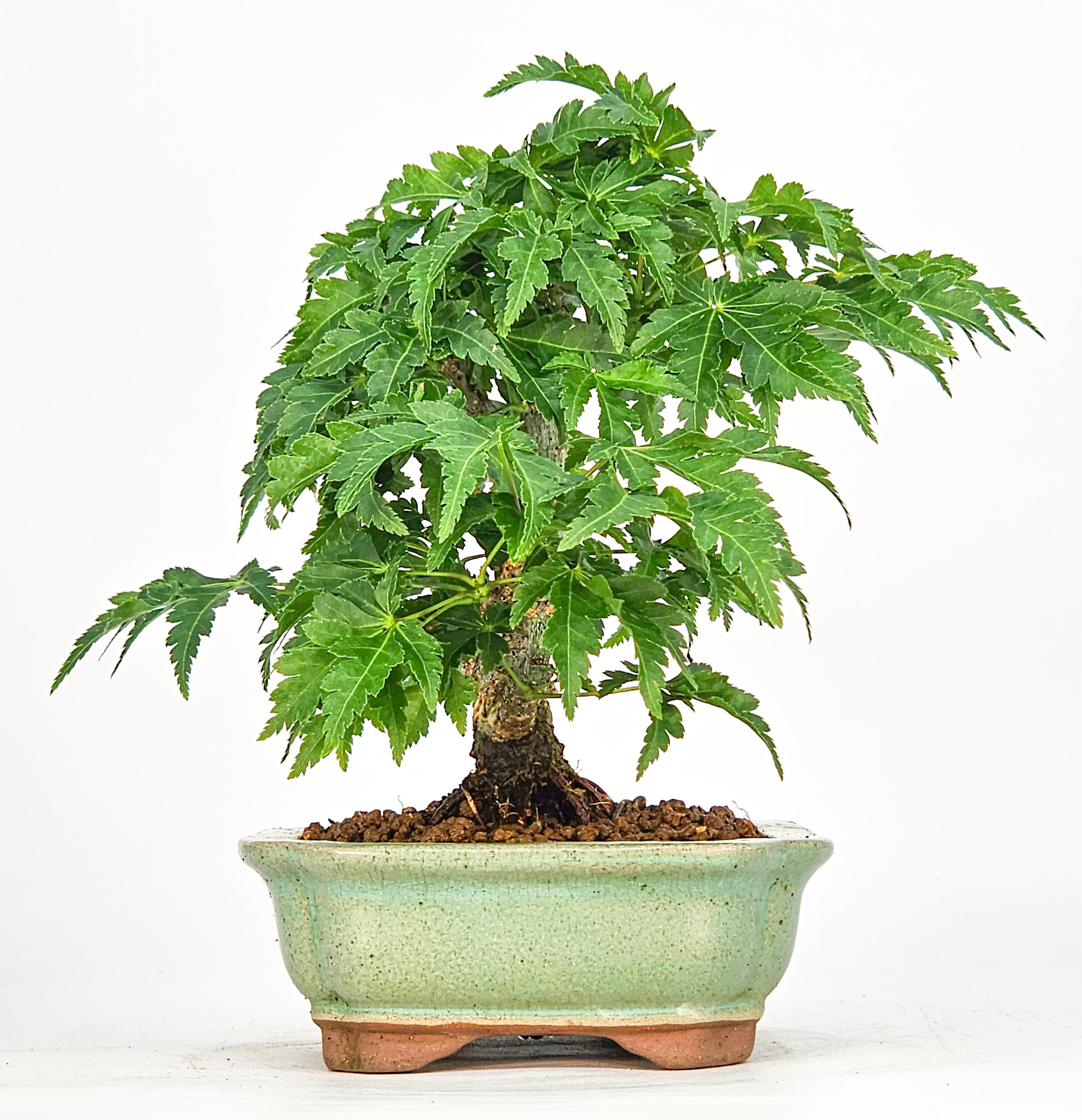 Bonsai Löwenkopfahorn- Acer palmatum Shishigashira Shohin 11cm