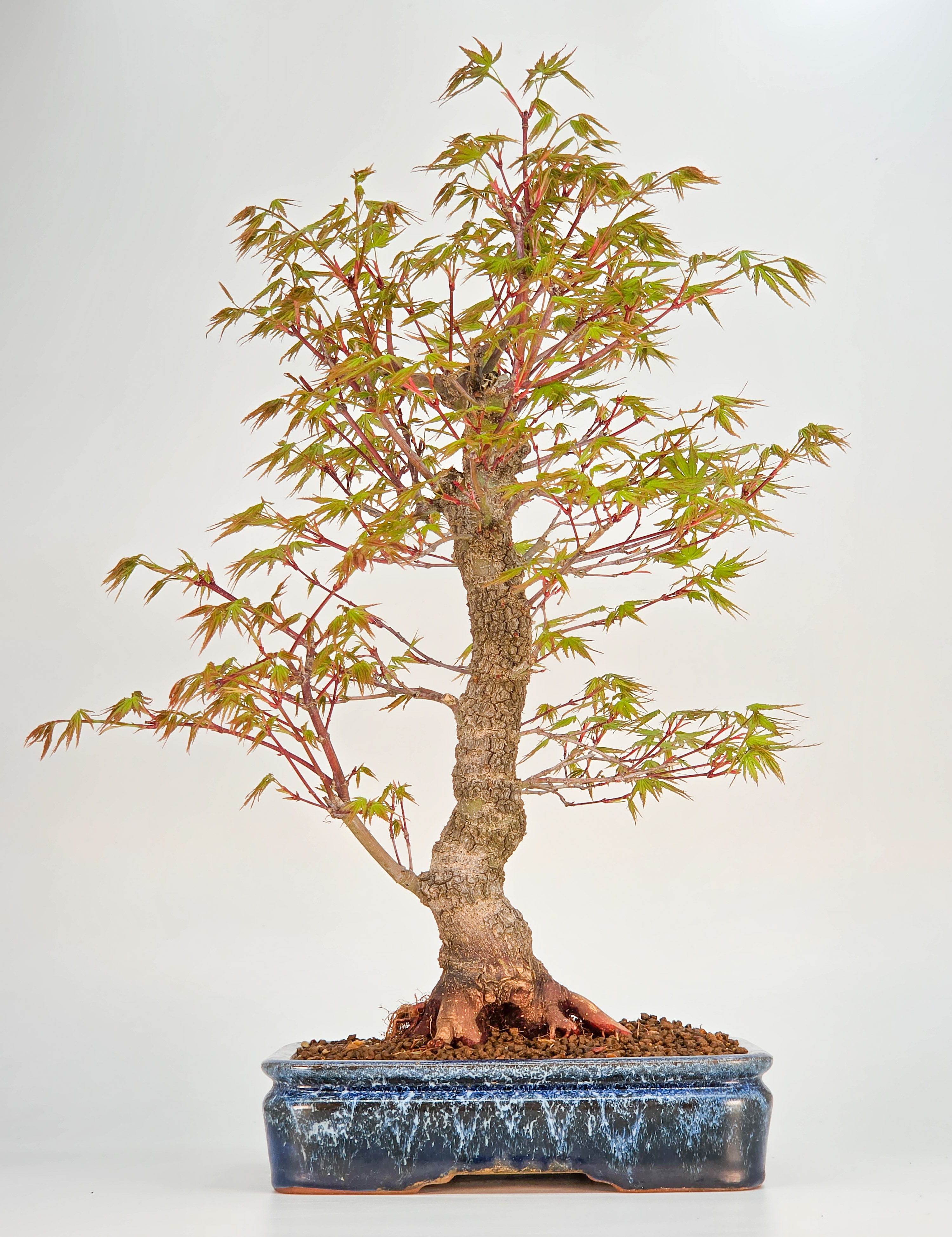 Bonsai Fächerahorn - Acer palmatum Arakawa 43cm