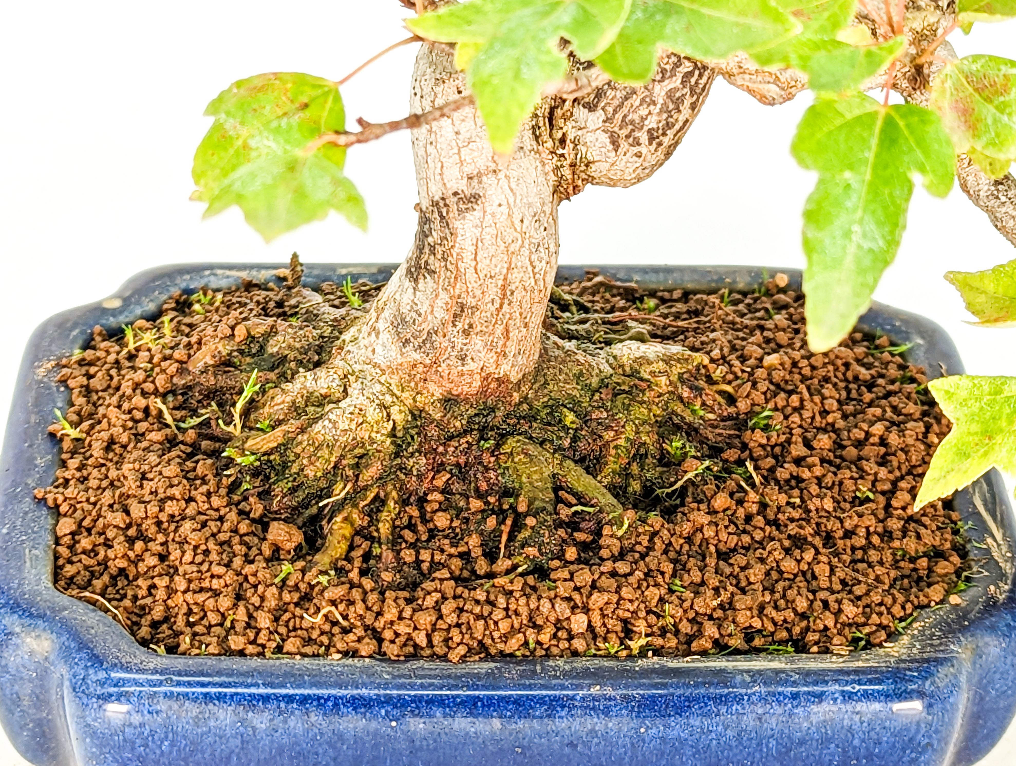 Bonsai Dreispitzahorn  - Acer buergerianum Shohin 10cm    