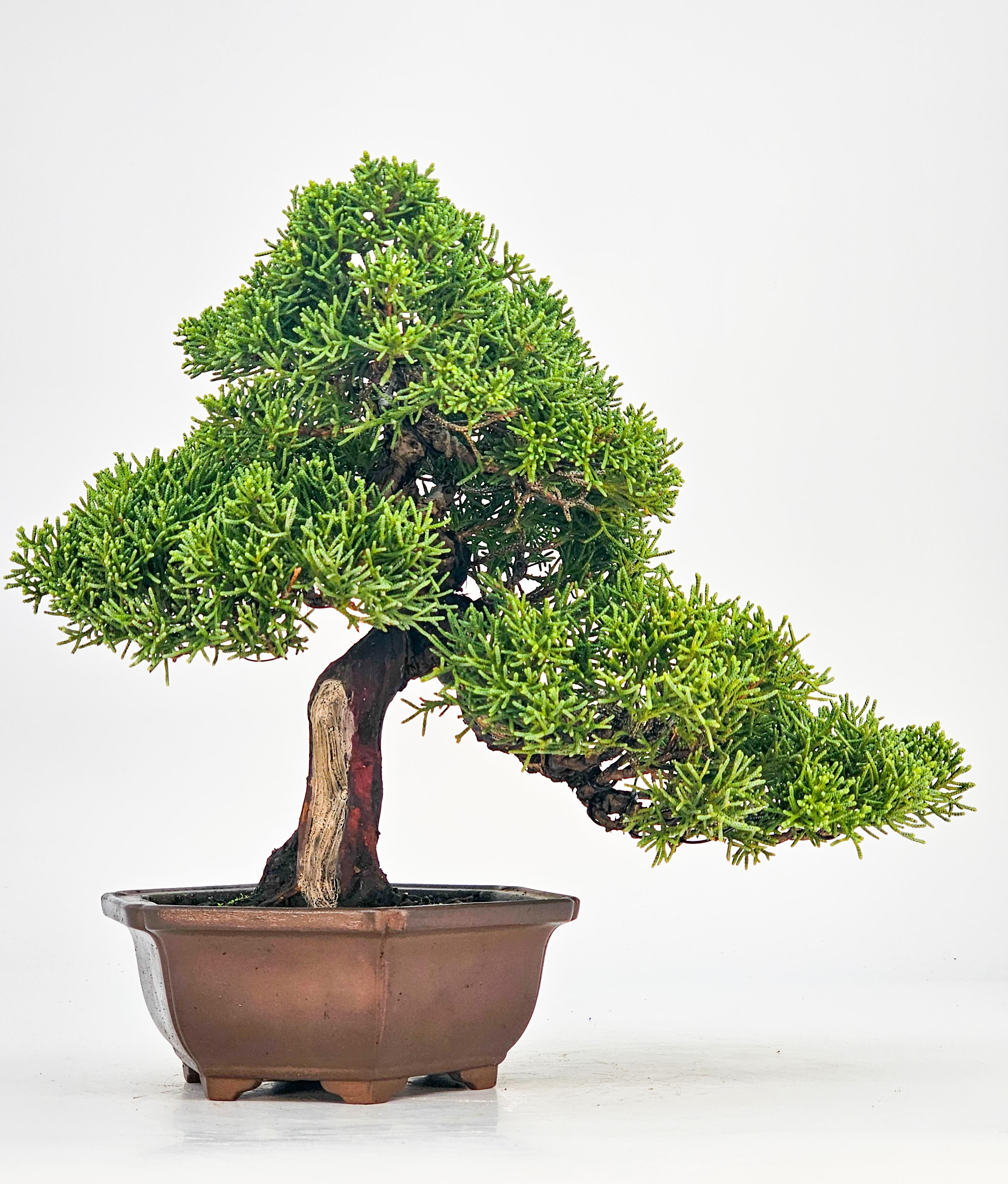 Bonsai Wacholder Juniperus chinensis Shohin 21cm