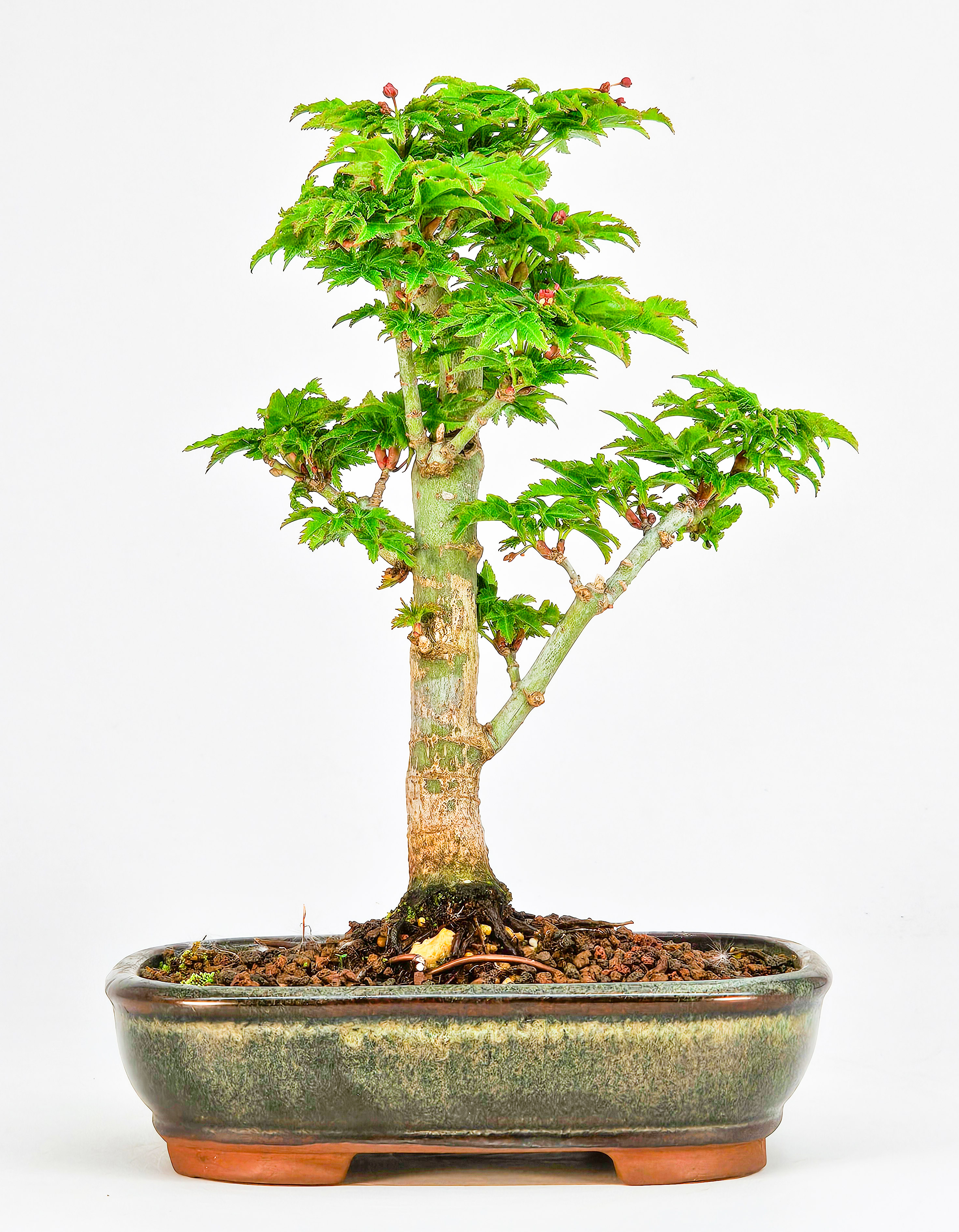 Bonsai Löwenkopfahorn- Acer palmatum Shishigashira Shohin 15cm