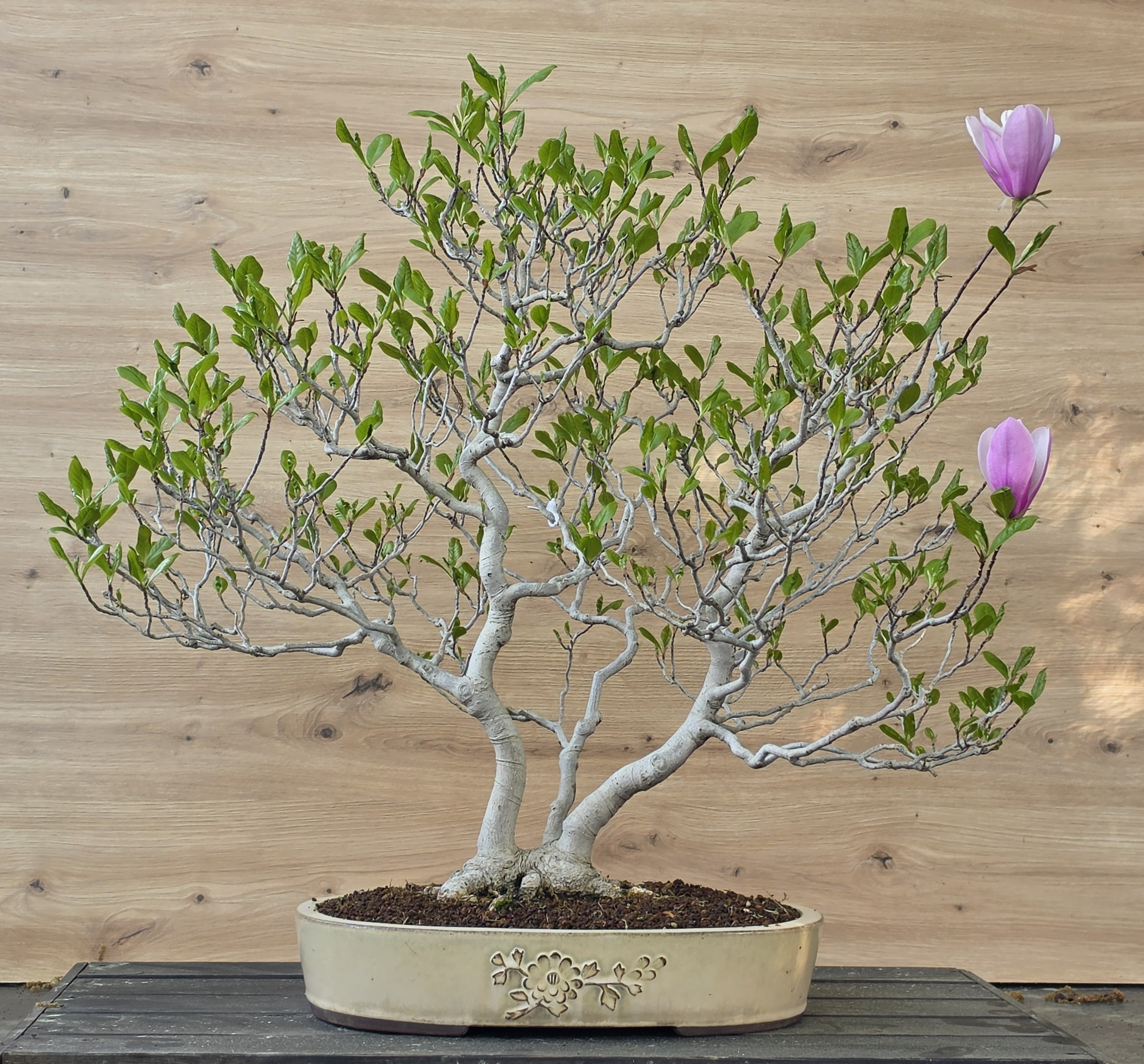 Bonsai Premium Magnolia kobus saucer - Magnolie 55cm