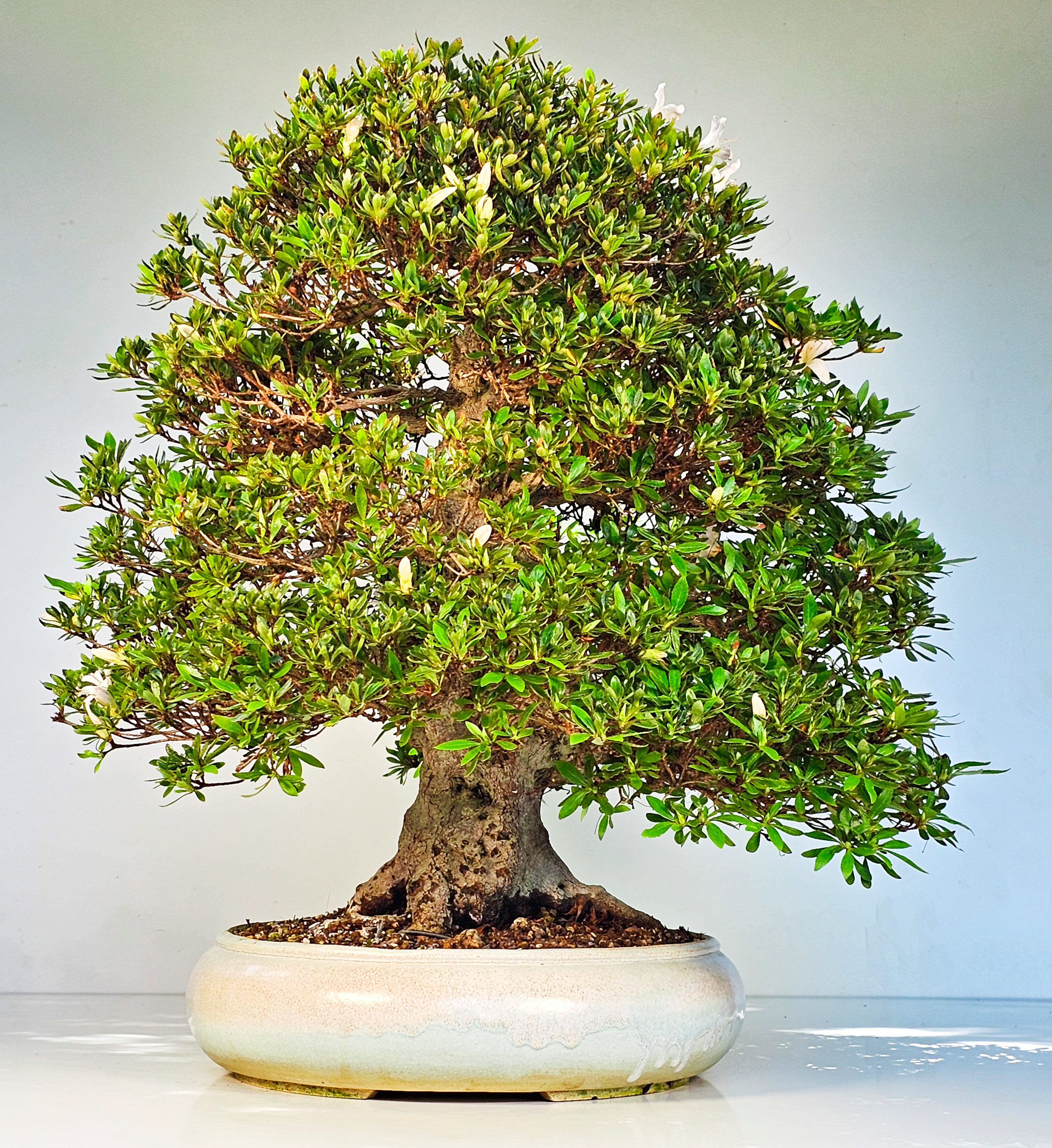 Bonsai Azalee Rhododendron indicum -Kozan- 55cm Bonsai Azalee Rhododendron indicum -Kozan- 55cm