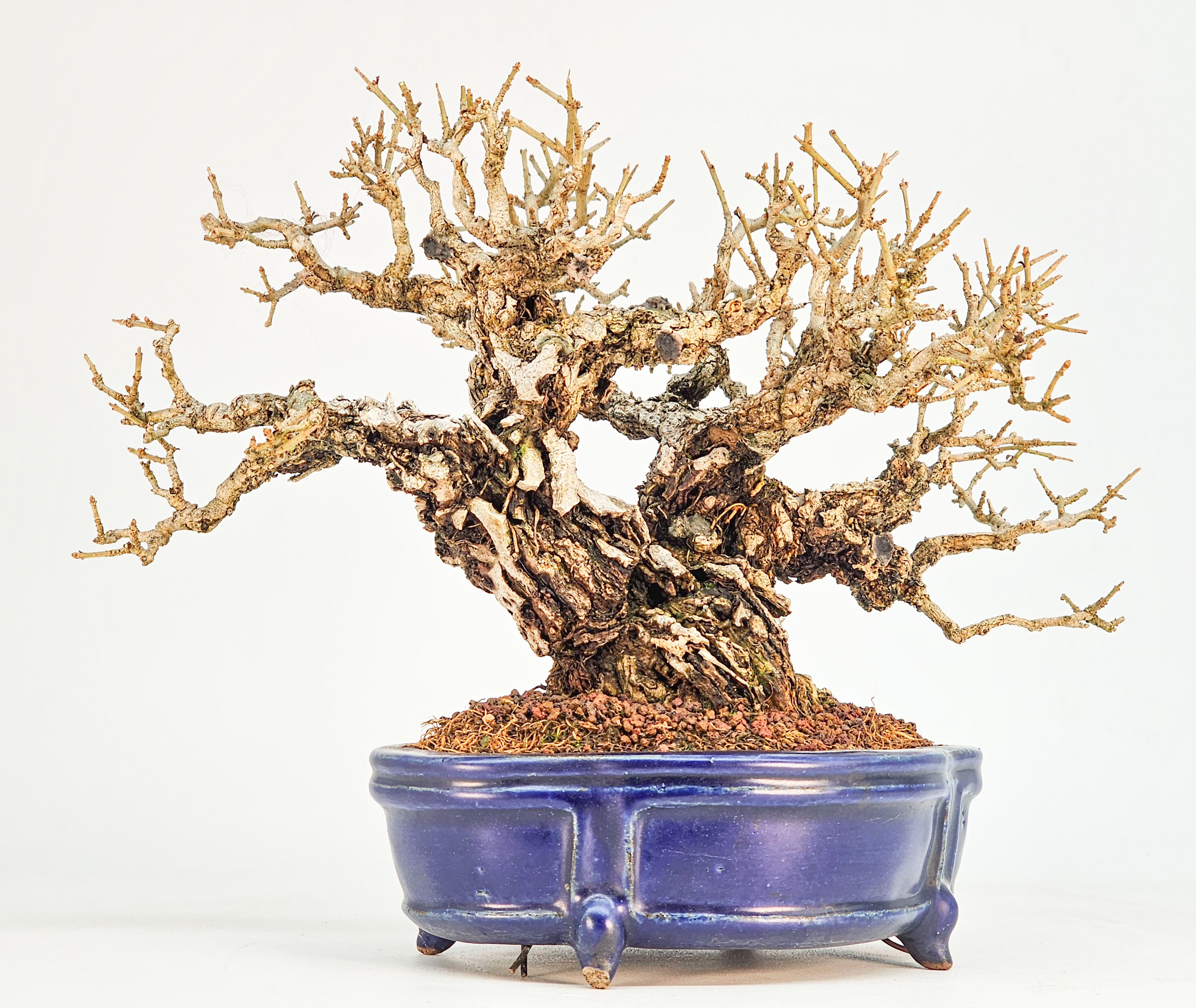 Bonsai Premium Japanischer Liguster - Ligustrum japonicum Shohin 16cm