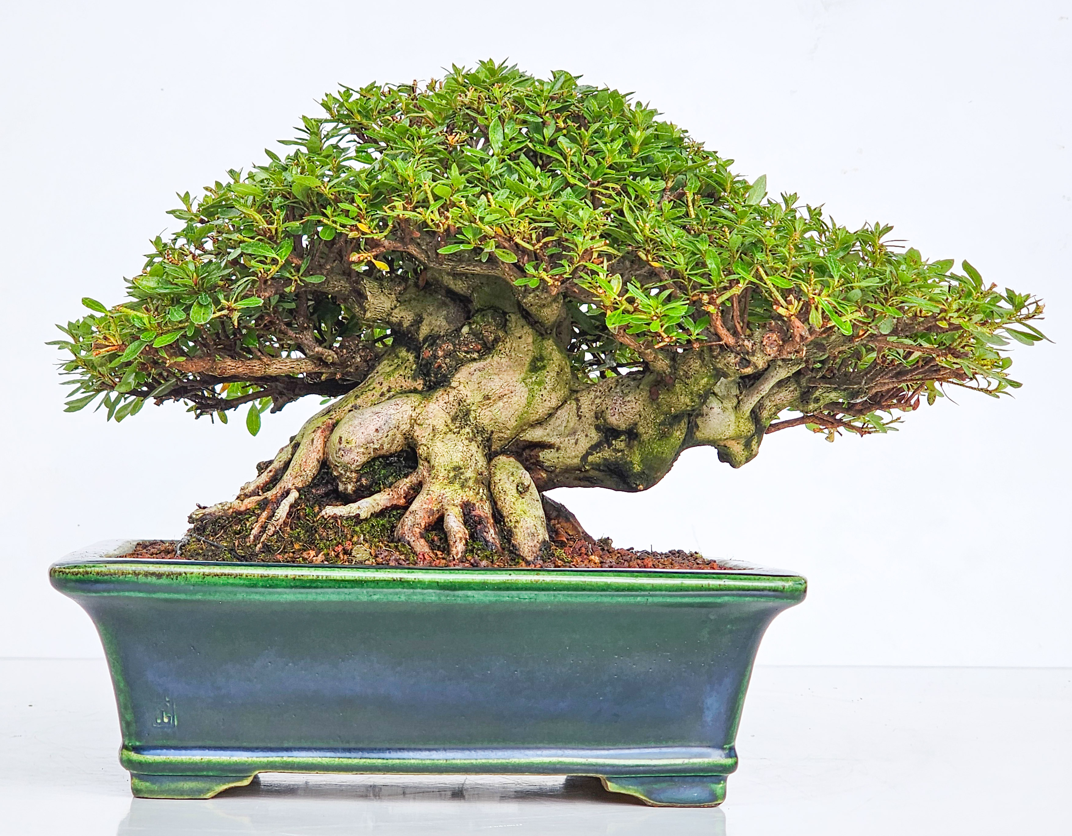 Bonsai Premium Azalee - Rhododendron indicum - Beni Gumo Shohin 20cm