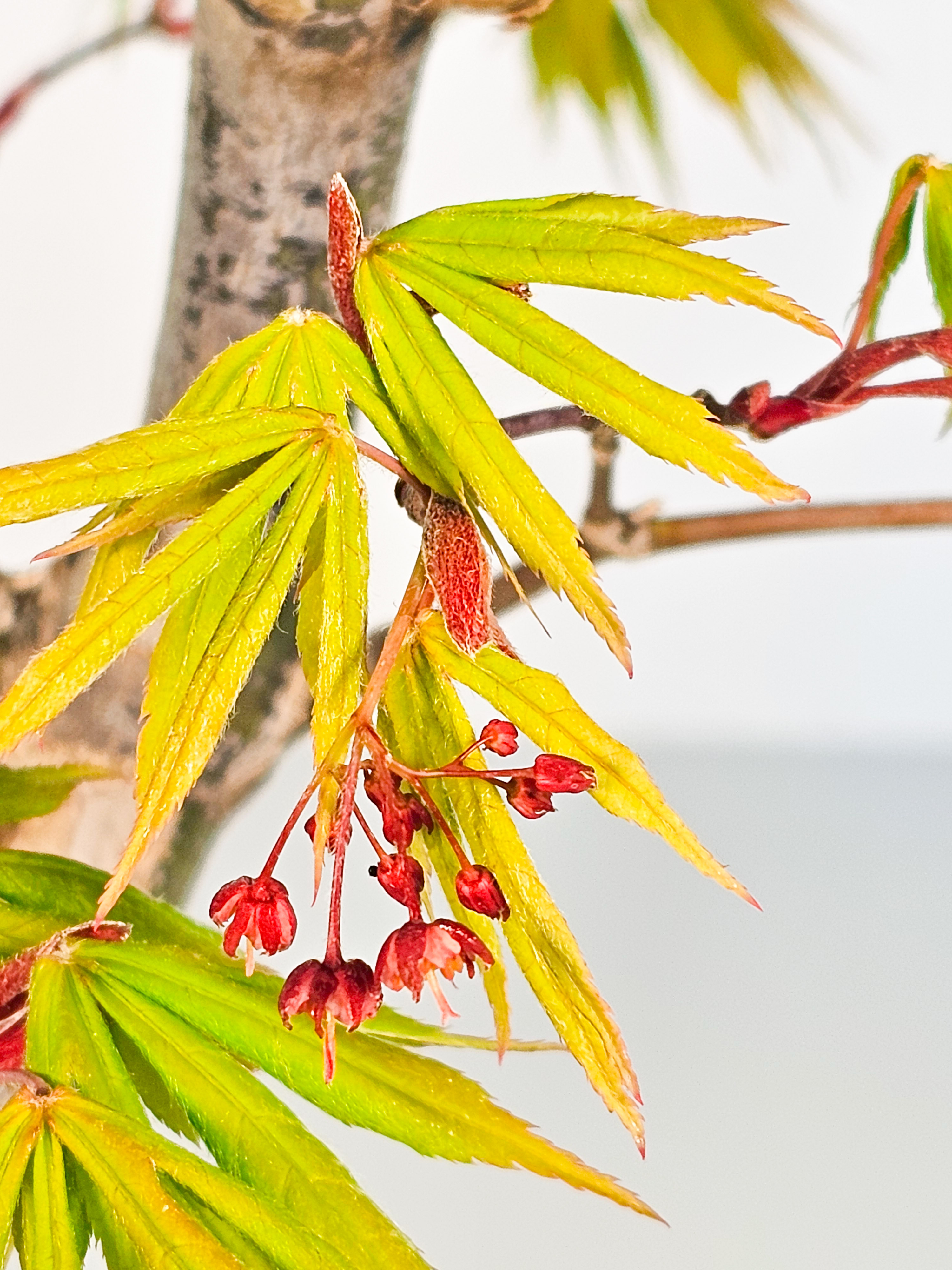 Bonsai Fächerahorn - Acer palmatum Osakazuki 40cm 