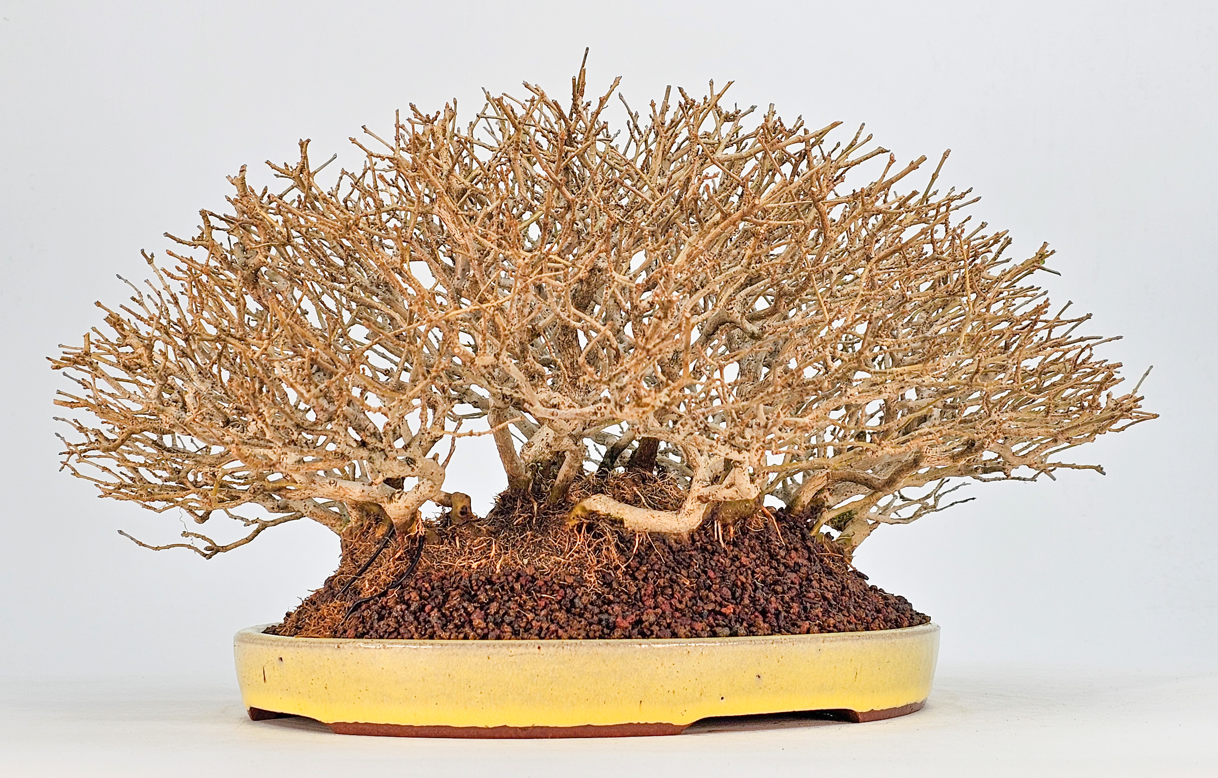 Bonsai Premium Zürgelbaum - Celtis sinensis Shohin 18cm