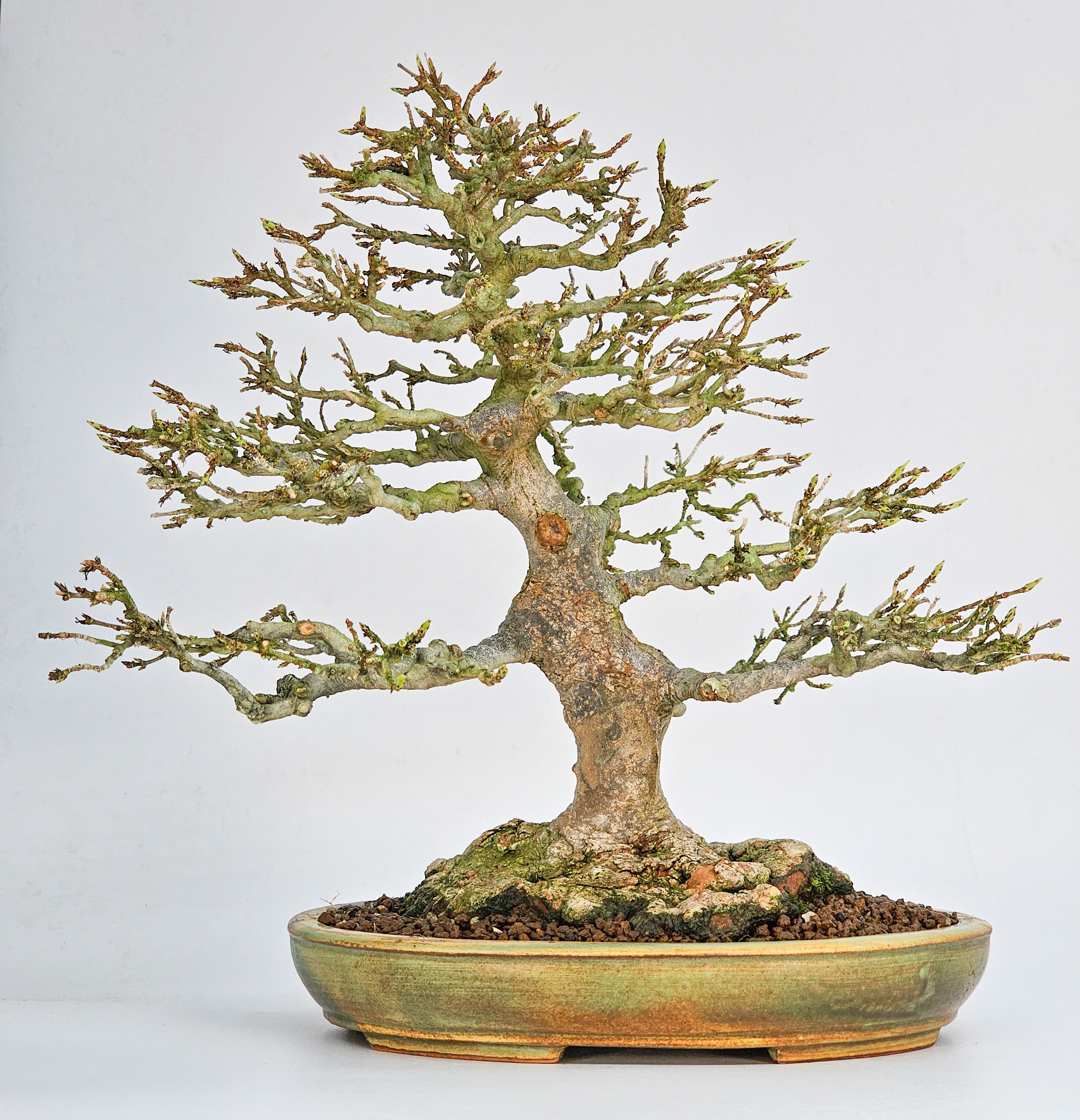 Bonsai Premium Dreispitzahorn - Acer buergerianum 27cm