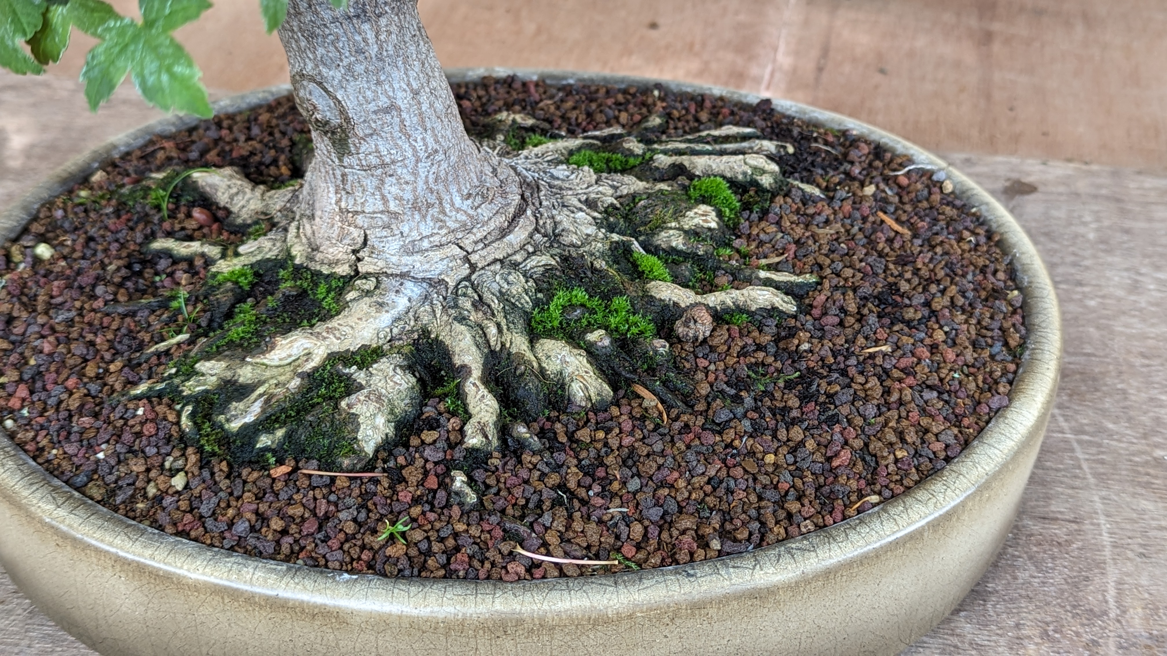 Bonsai Bergahorn Acer pseudoplatanus 42cm